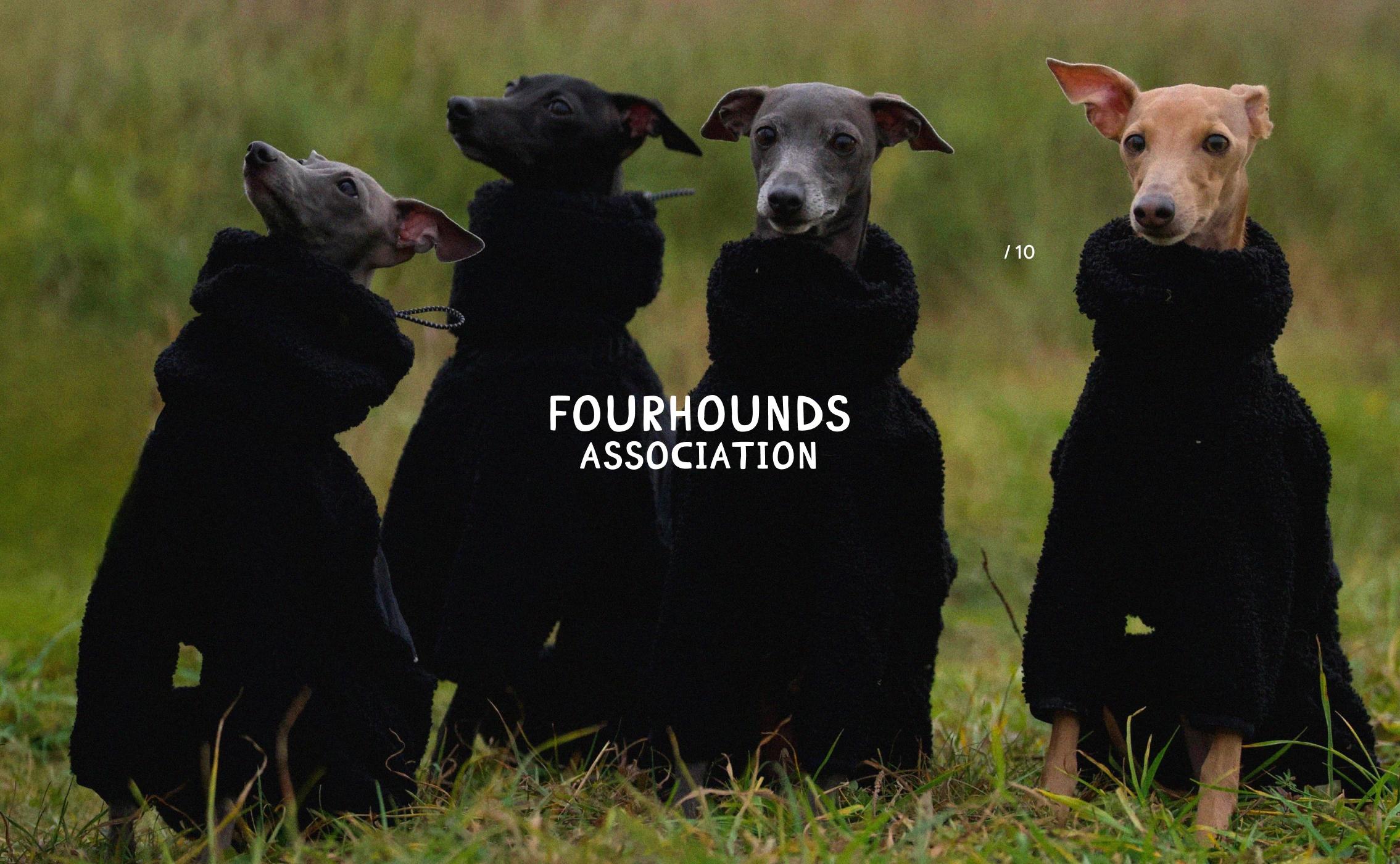 Fourhounds association / айдентика бренда одежды для собак — Изображение №26 — Брендинг, Графика на Dprofile