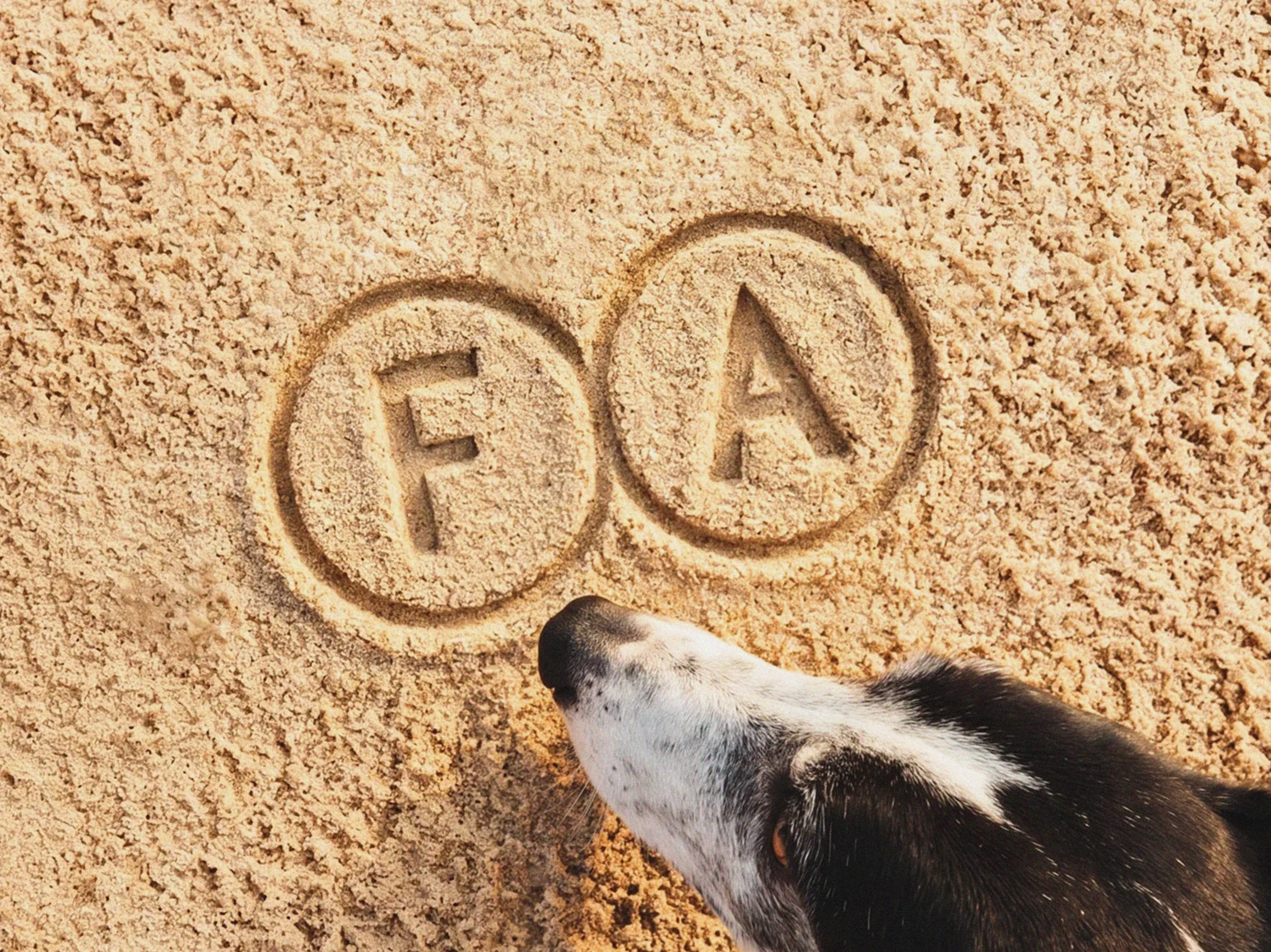 Fourhounds association / айдентика бренда одежды для собак — Изображение №10 — Брендинг, Графика на Dprofile