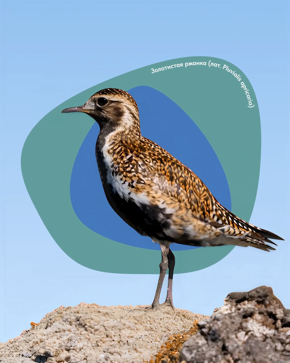 Айдентика «Крыльев Арктики» — Изображение №5 — Брендинг, Графика на Dprofile