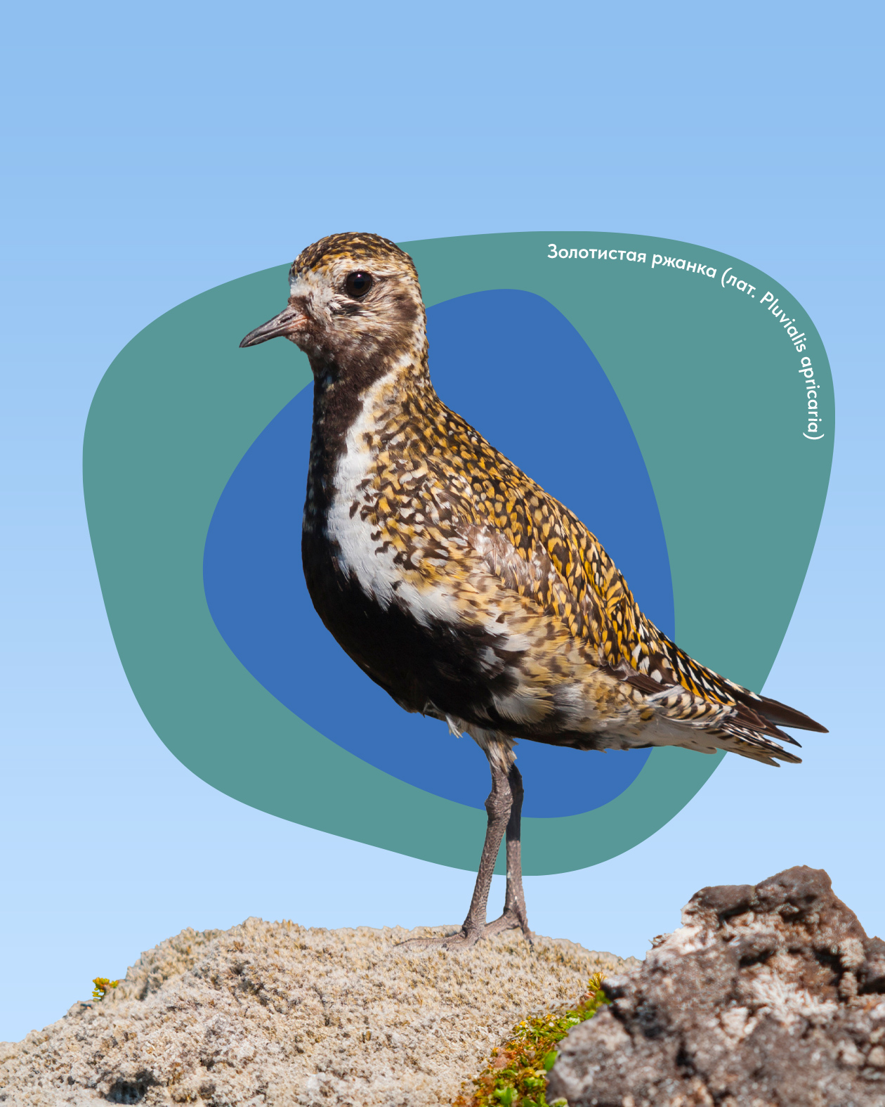 Айдентика «Крыльев Арктики» — Изображение №5 — Брендинг, Графика на Dprofile