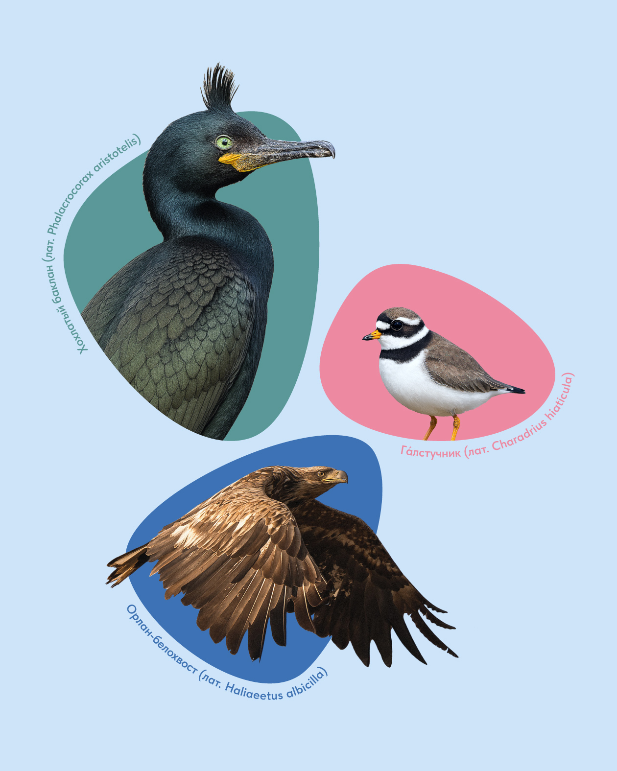 Айдентика «Крыльев Арктики» — Изображение №2 — Брендинг, Графика на Dprofile