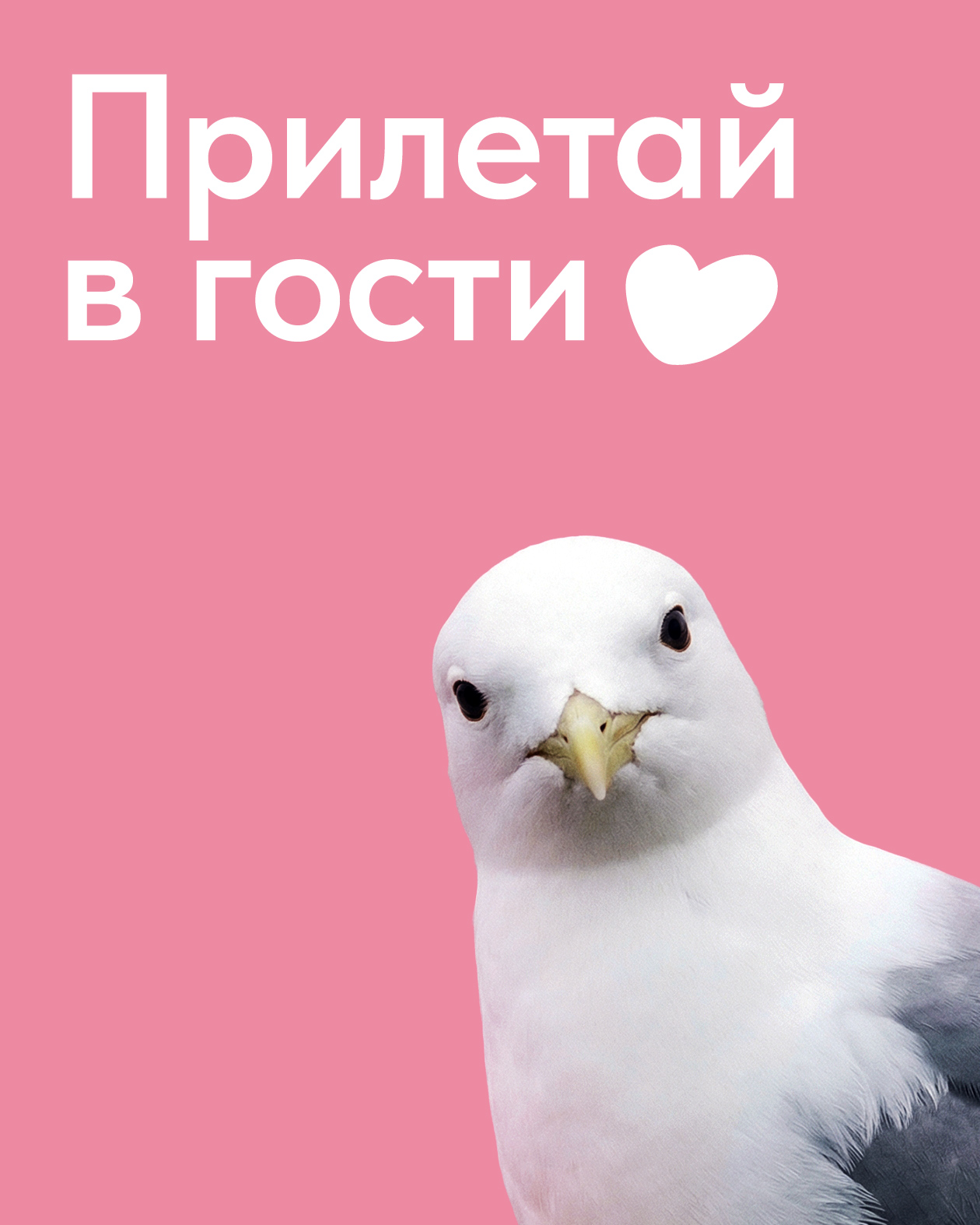 Айдентика «Крыльев Арктики» — Изображение №6 — Брендинг, Графика на Dprofile