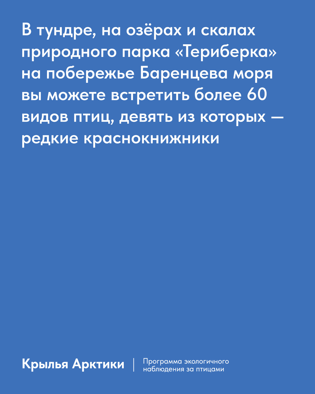 Айдентика «Крыльев Арктики» — Изображение №3 — Брендинг, Графика на Dprofile