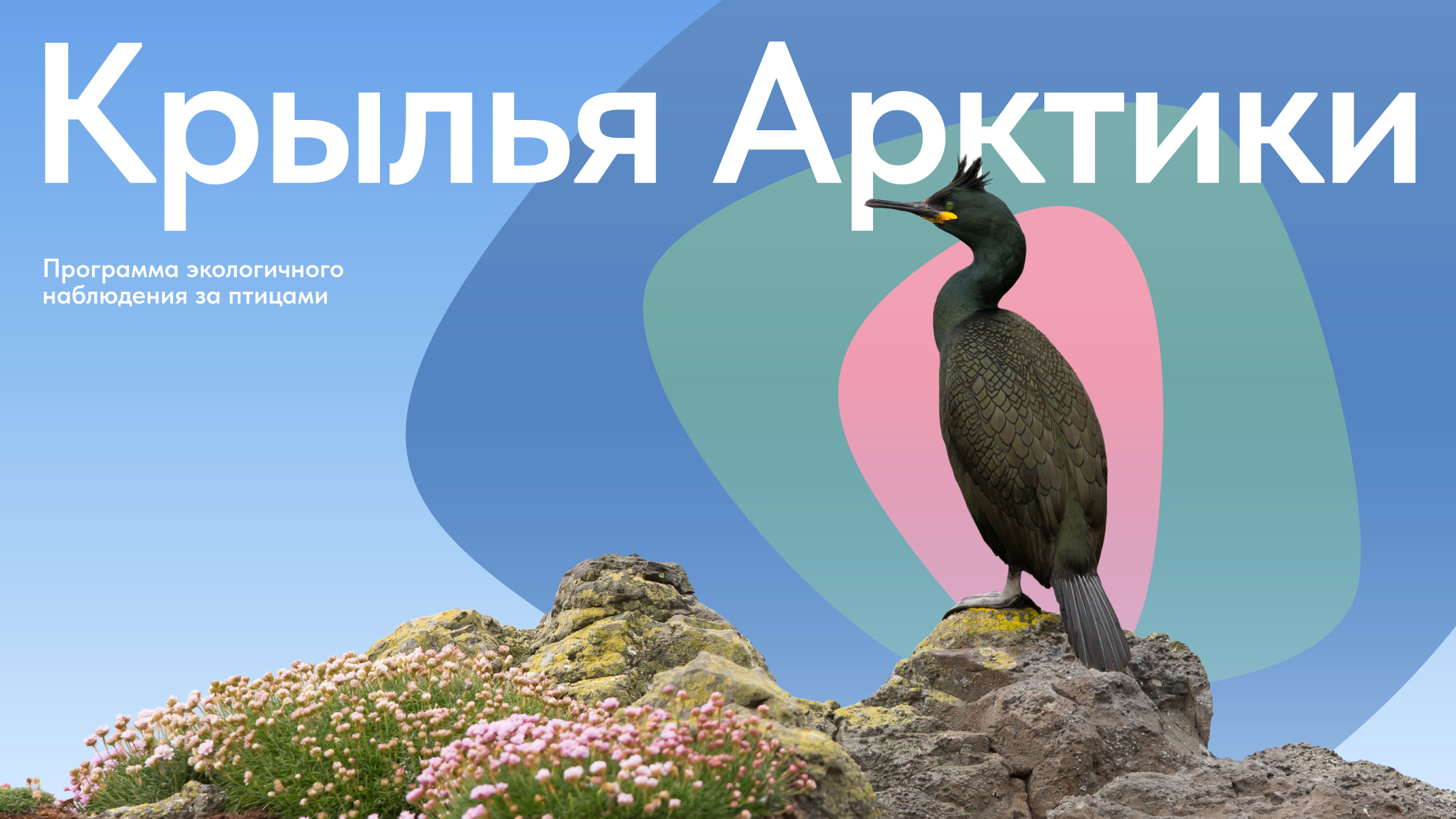 Айдентика «Крыльев Арктики» — Изображение №1 — Брендинг, Графика на Dprofile