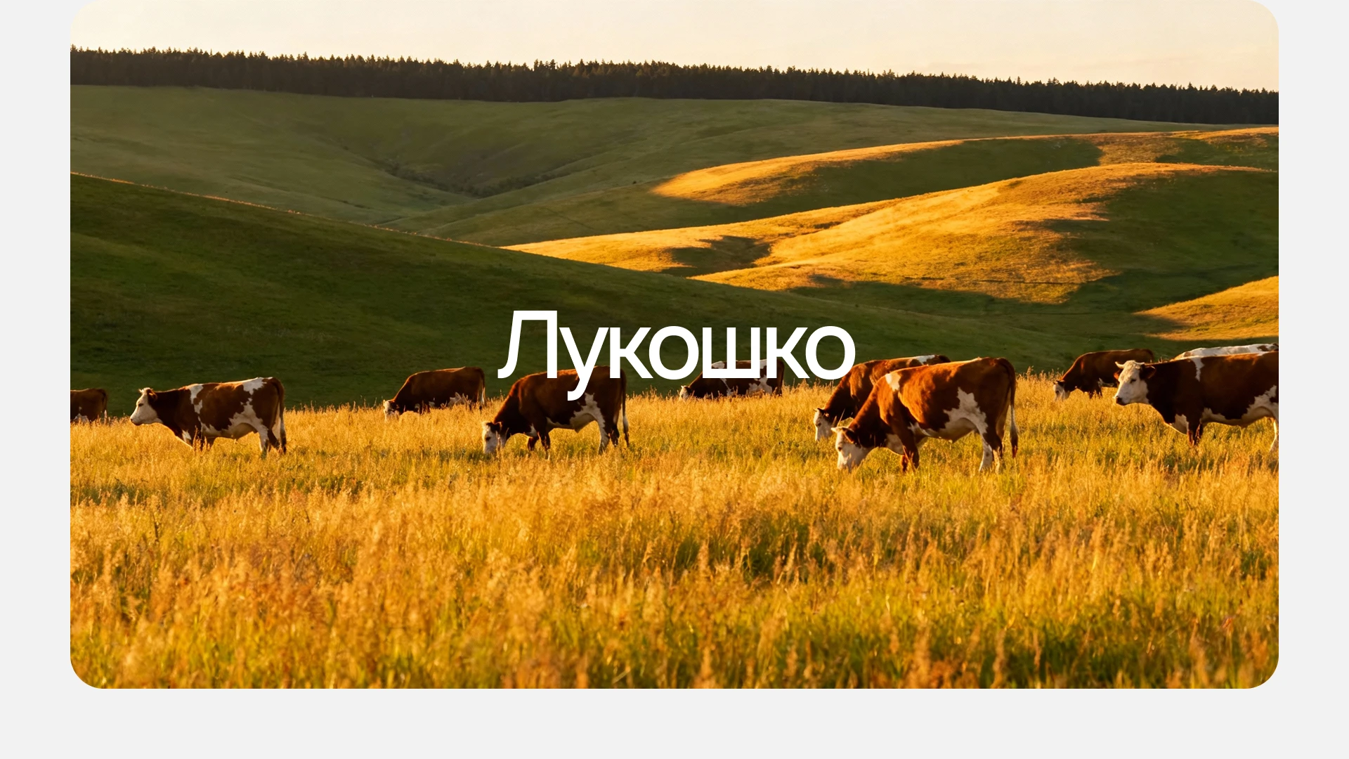 Лукошко маркетплейс фермерских продуктов mobile App — Изображение №4 — Интерфейсы, Брендинг на Dprofile