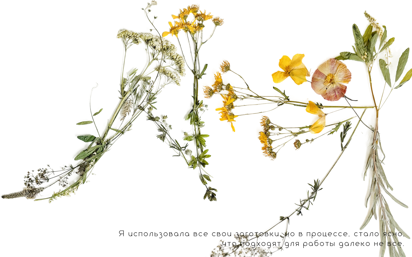 Алфавит из сухоцветов — Изображение №4 — Иллюстрация, Графика на Dprofile
