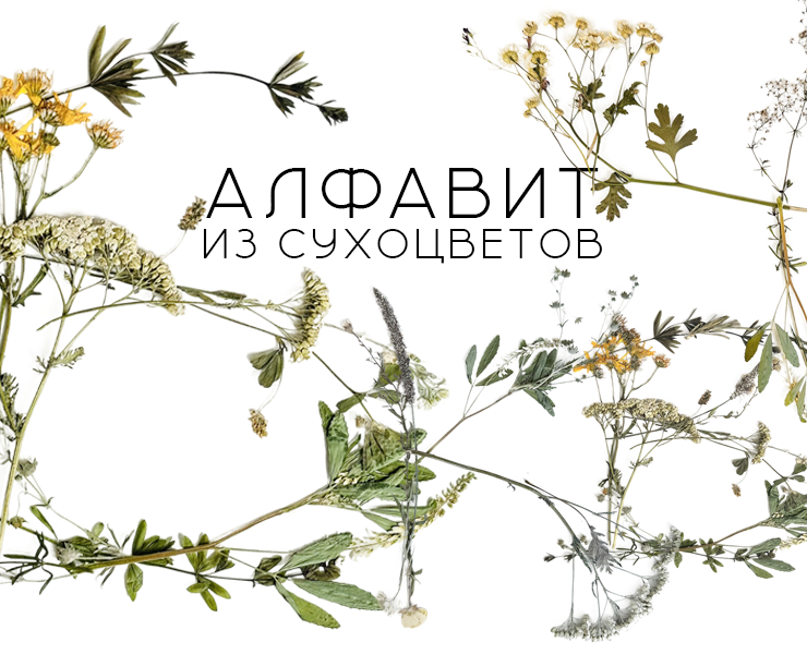 Алфавит из сухоцветов — Иллюстрация, Графика на Dprofile