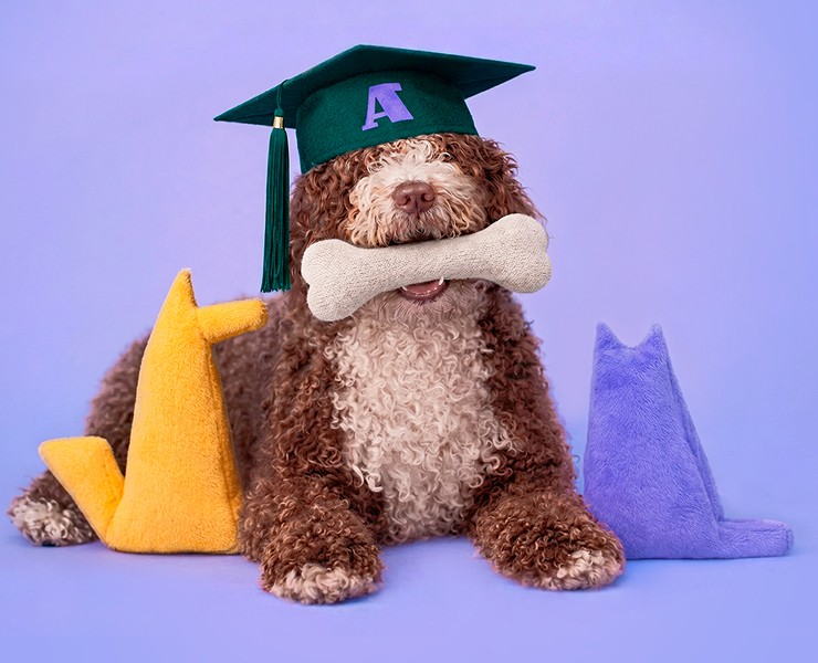 Азбука груминга | Фирменный стиль для школы груминга — Брендинг, Графика на Dprofile