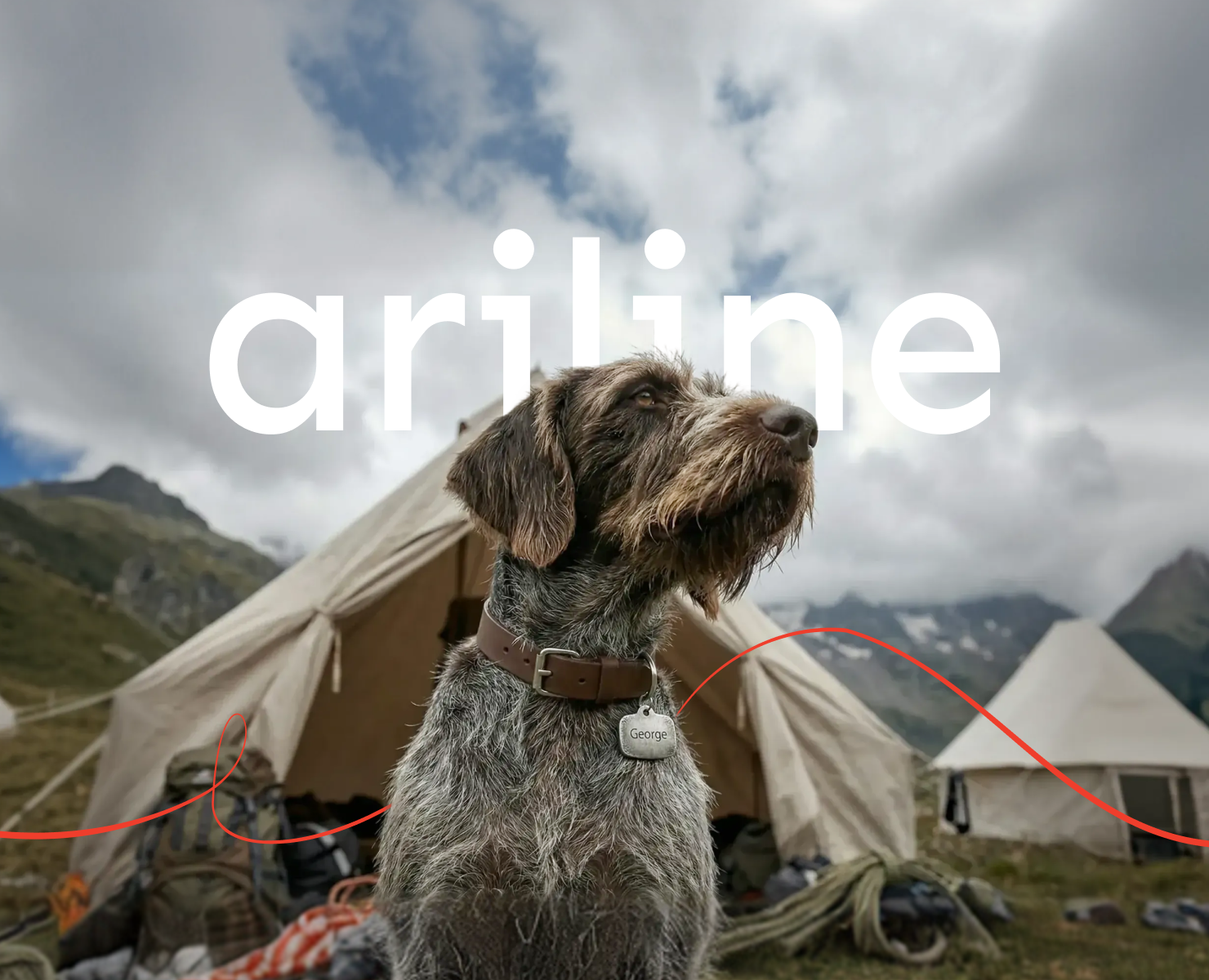 AriLine — адресники для домашних животных — Интерфейсы на Dprofile