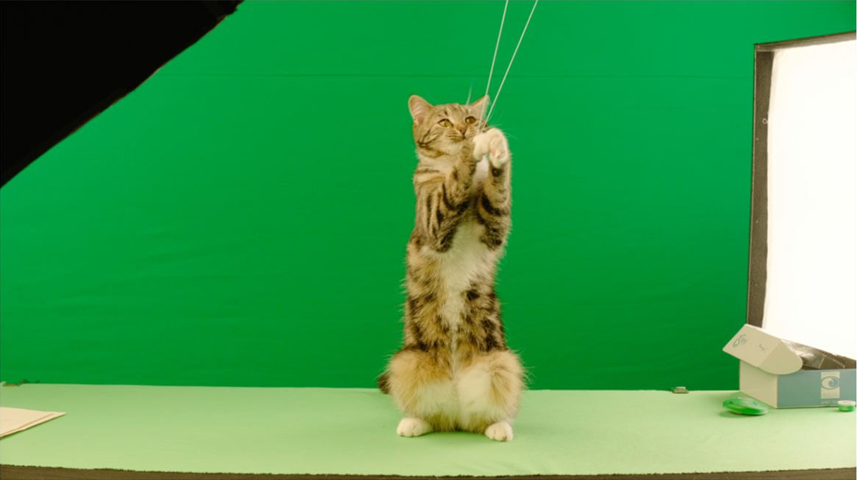 Vivienne Sabo Cabaret: коты и 2+ млн просмотров — Изображение №3 — 3D, Анимация на Dprofile