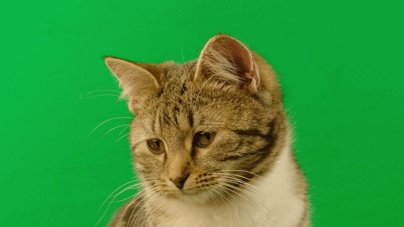 Vivienne Sabo Cabaret: коты и 2+ млн просмотров — Изображение №25 — 3D, Анимация на Dprofile