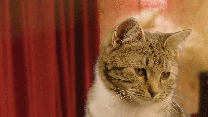 Vivienne Sabo Cabaret: коты и 2+ млн просмотров — Изображение №26 — 3D, Анимация на Dprofile