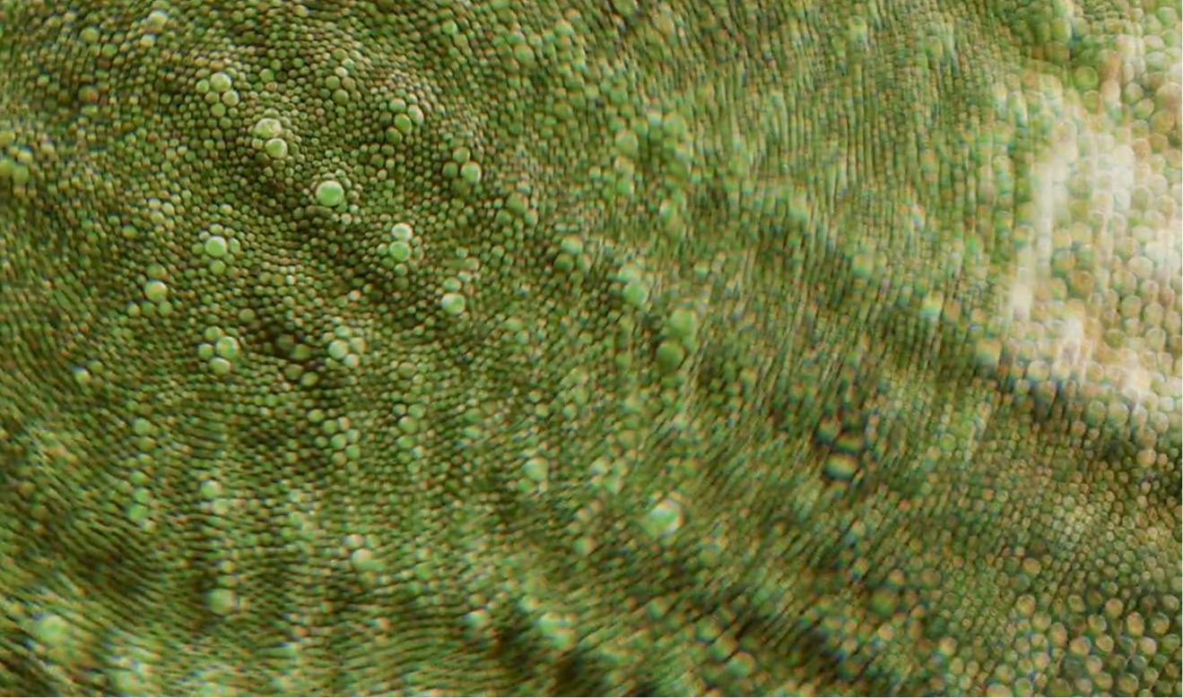 3D-хамелеон|SberPay — Изображение №12 — 3D, Анимация на Dprofile