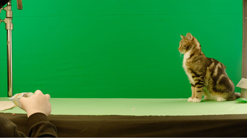 Vivienne Sabo Cabaret: коты и 2+ млн просмотров — Изображение №4 — 3D, Анимация на Dprofile