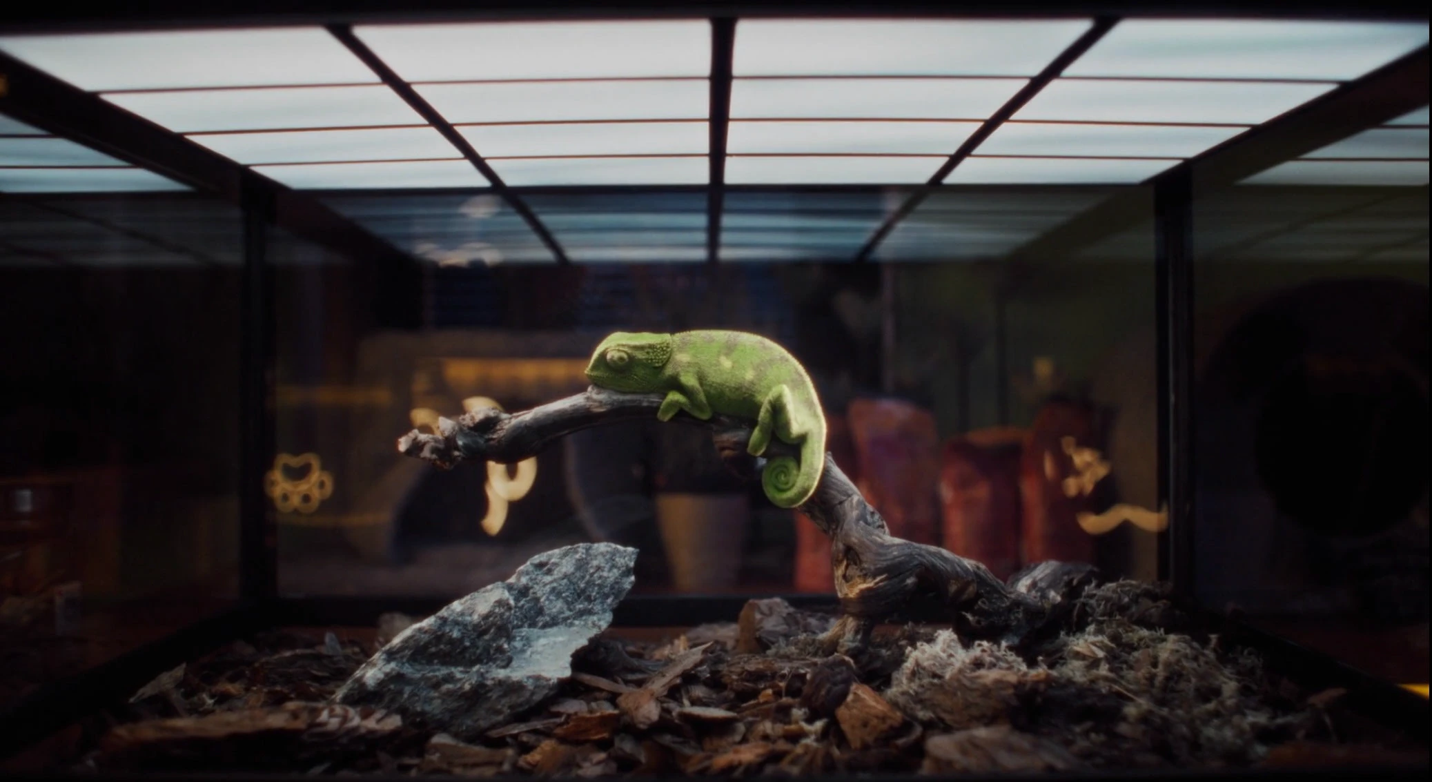 3D-хамелеон|SberPay — Изображение №1 — 3D, Анимация на Dprofile