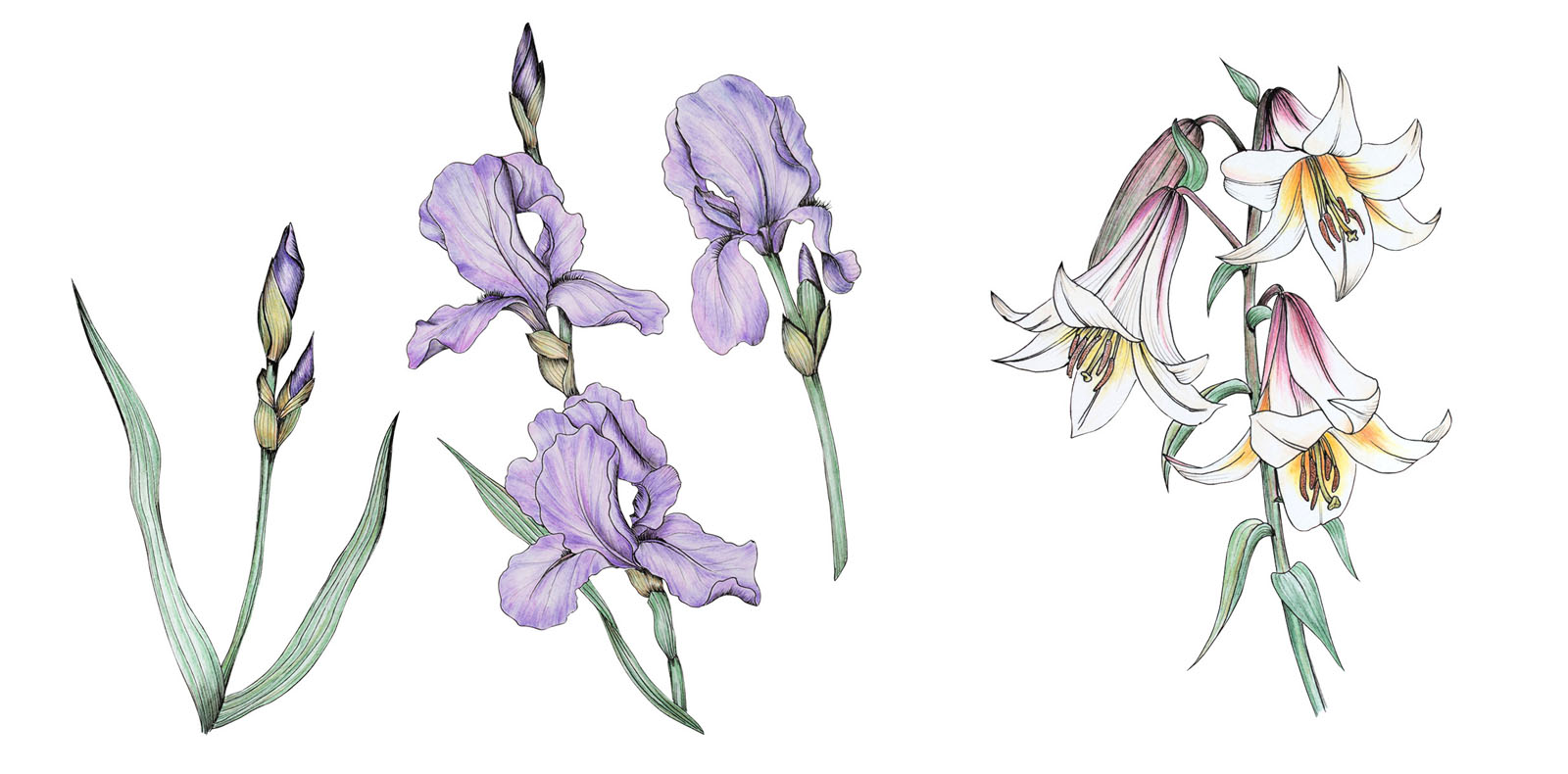 Садовые цветы — Изображение №2 — Иллюстрация на Dprofile