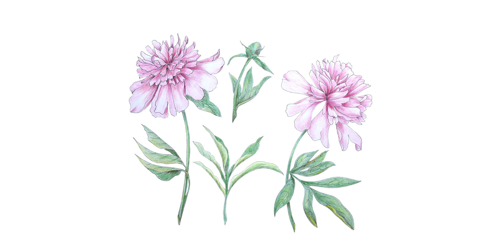 Садовые цветы — Изображение №4 — Иллюстрация на Dprofile