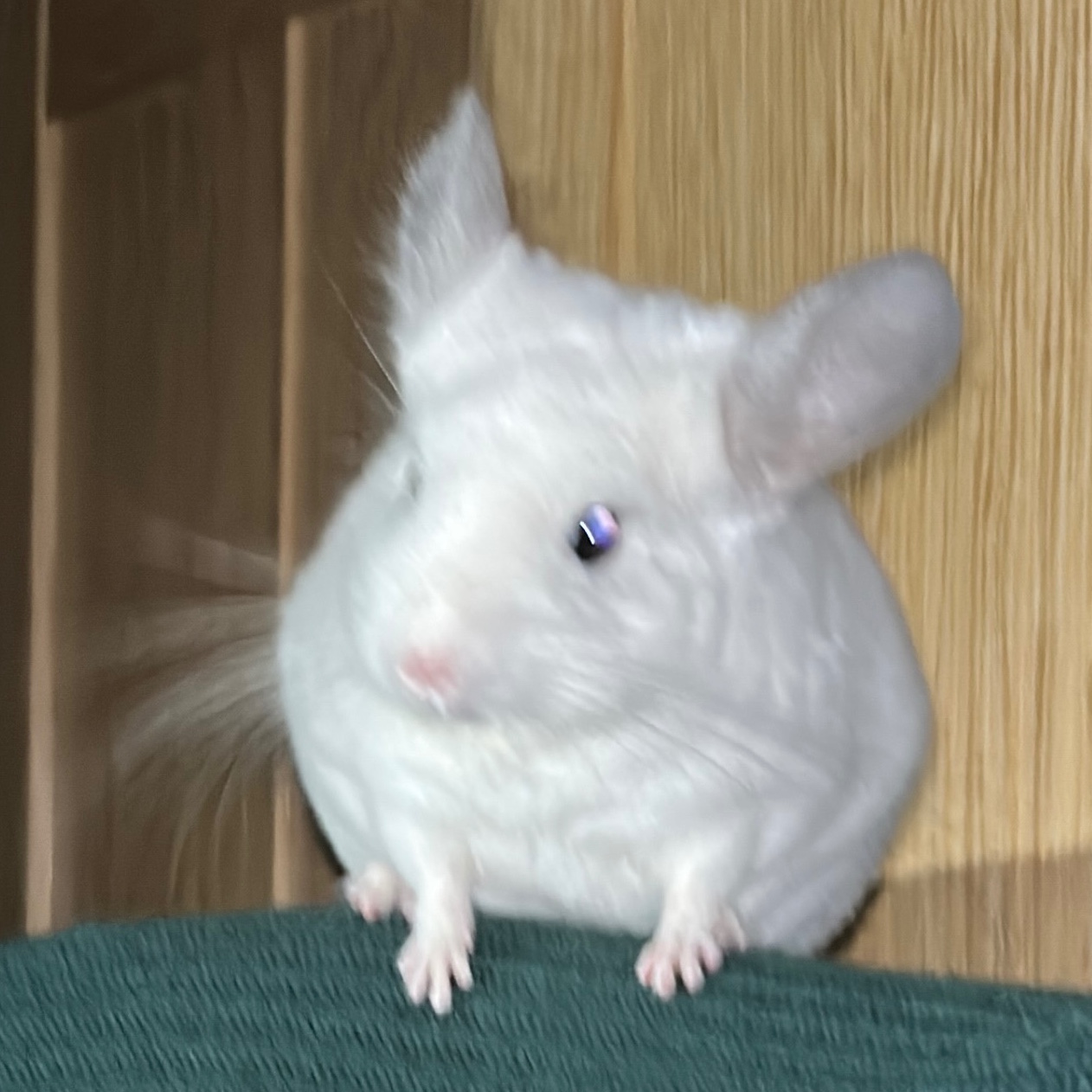 Аватар пользователя Лайтик Шиншилленок