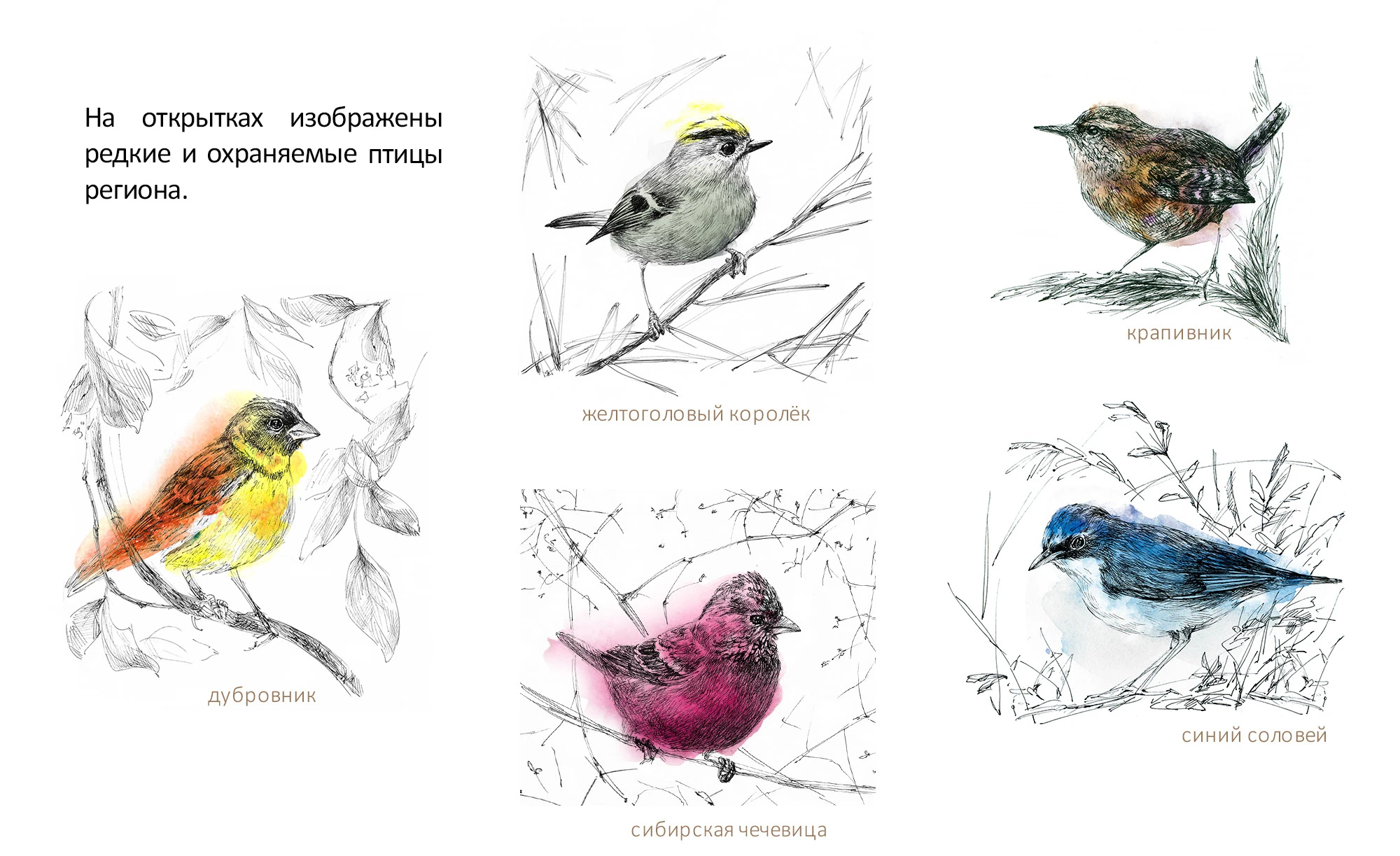 Открытки желаний на посевной бумаге — Изображение №3 — Брендинг, Иллюстрация на Dprofile