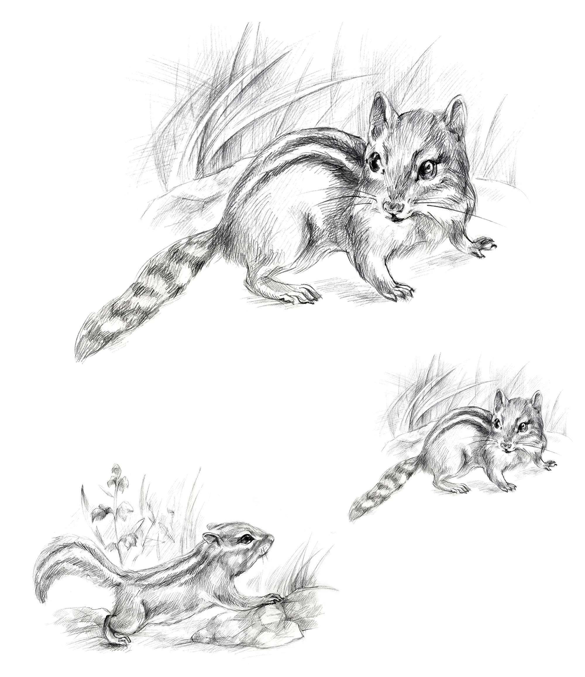 Иллюстрации для детской книги о животных — Изображение №11 — Иллюстрация, Графика на Dprofile