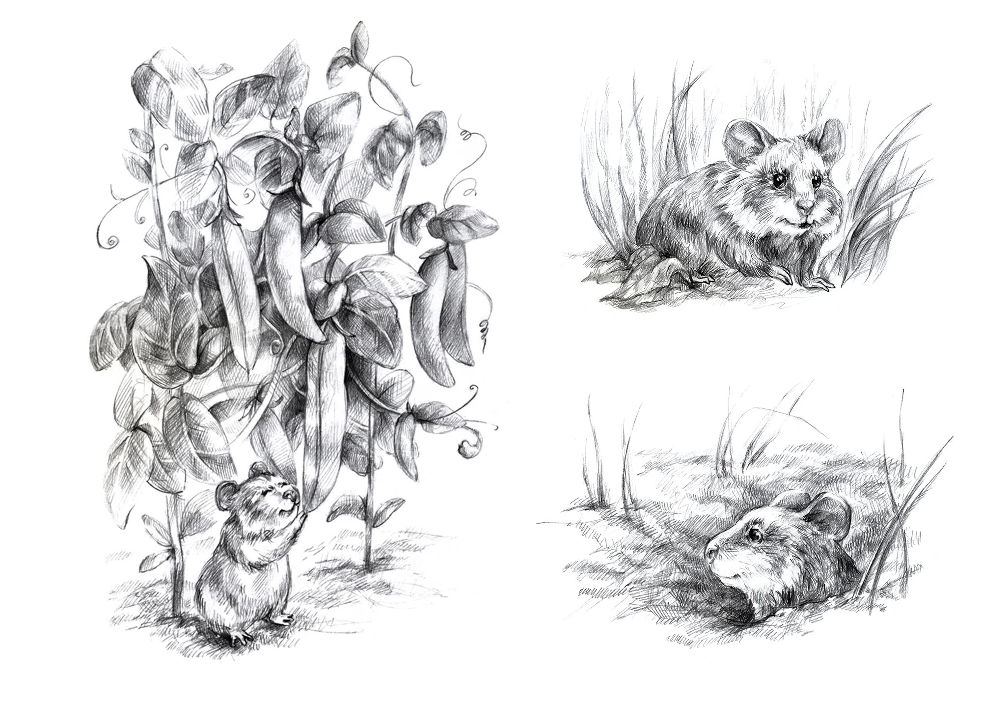 Иллюстрации для детской книги о животных — Изображение №4 — Иллюстрация, Графика на Dprofile