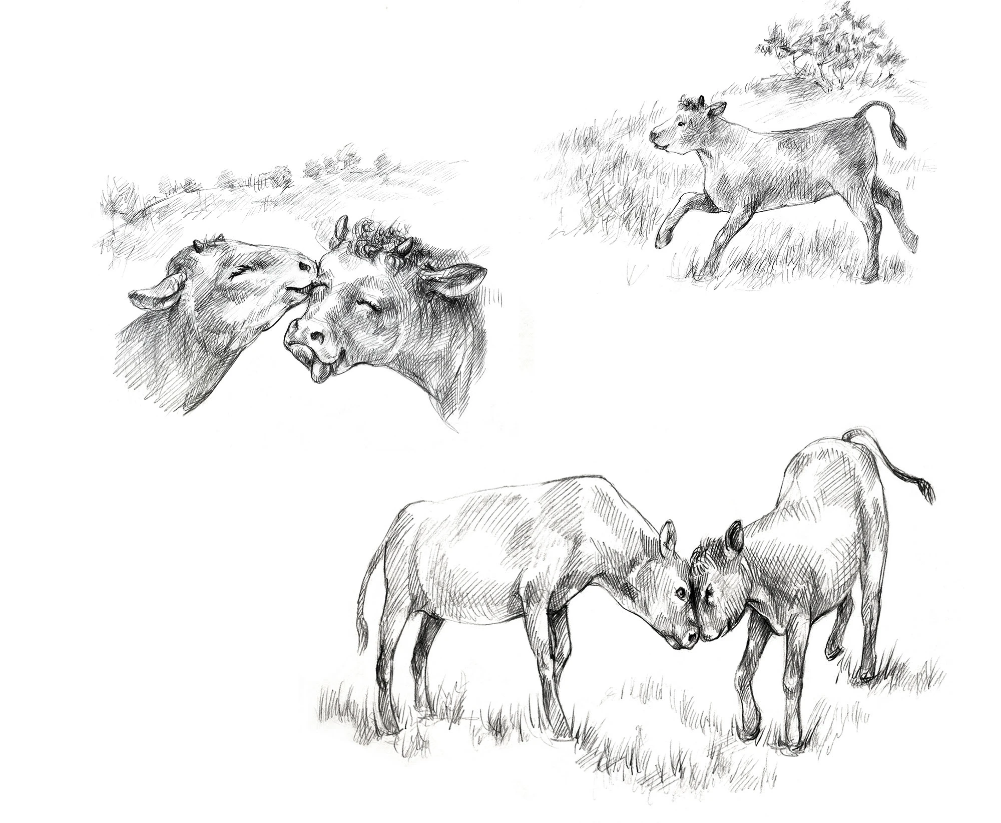 Иллюстрации для детской книги о животных — Изображение №14 — Иллюстрация, Графика на Dprofile