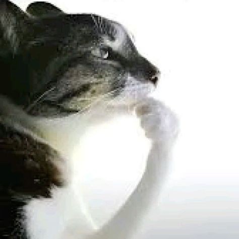 Аватар пользователя vika kitaeva