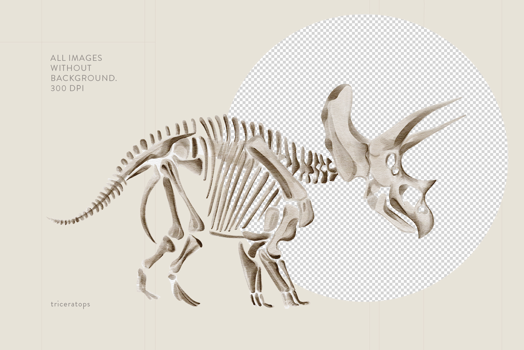 Скелеты динозавров акварельные иллюстрации — Изображение №4 — Брендинг на Dprofile