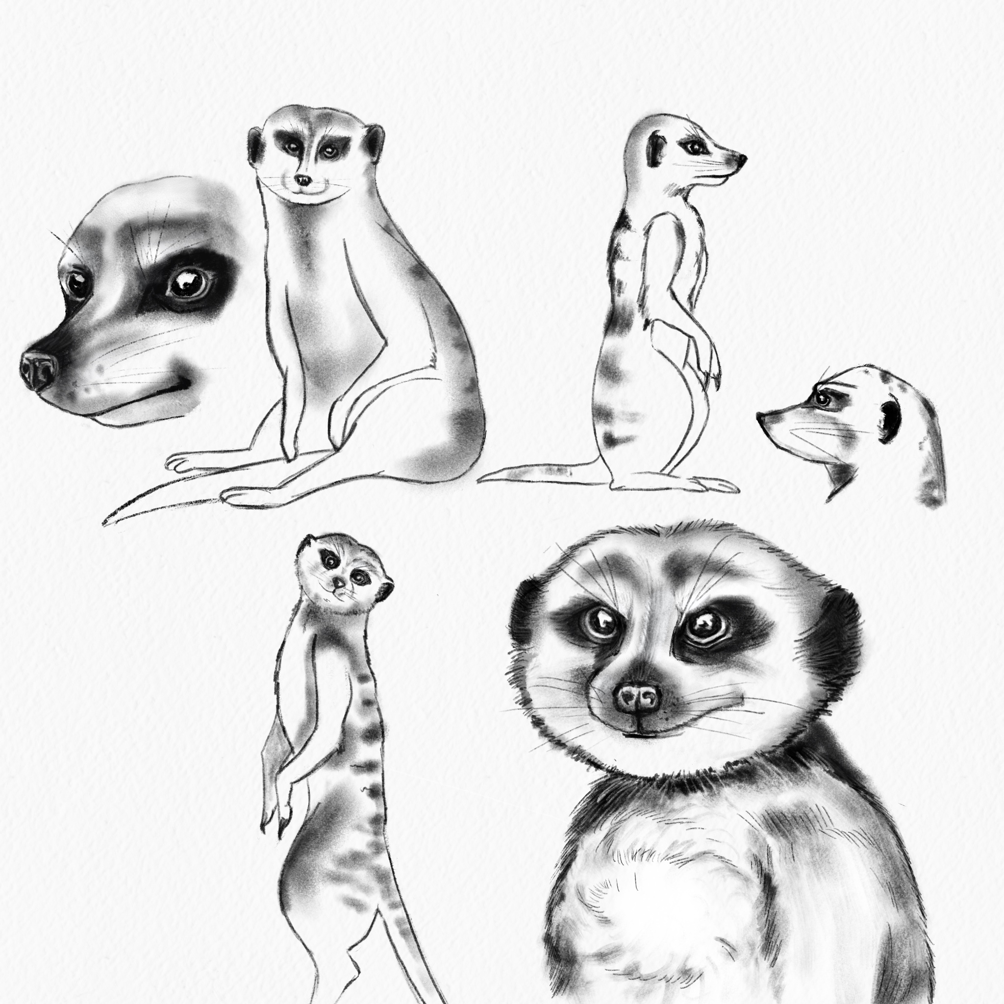 Сhildren's book project about animals — Изображение №4 — Иллюстрация на Dprofile