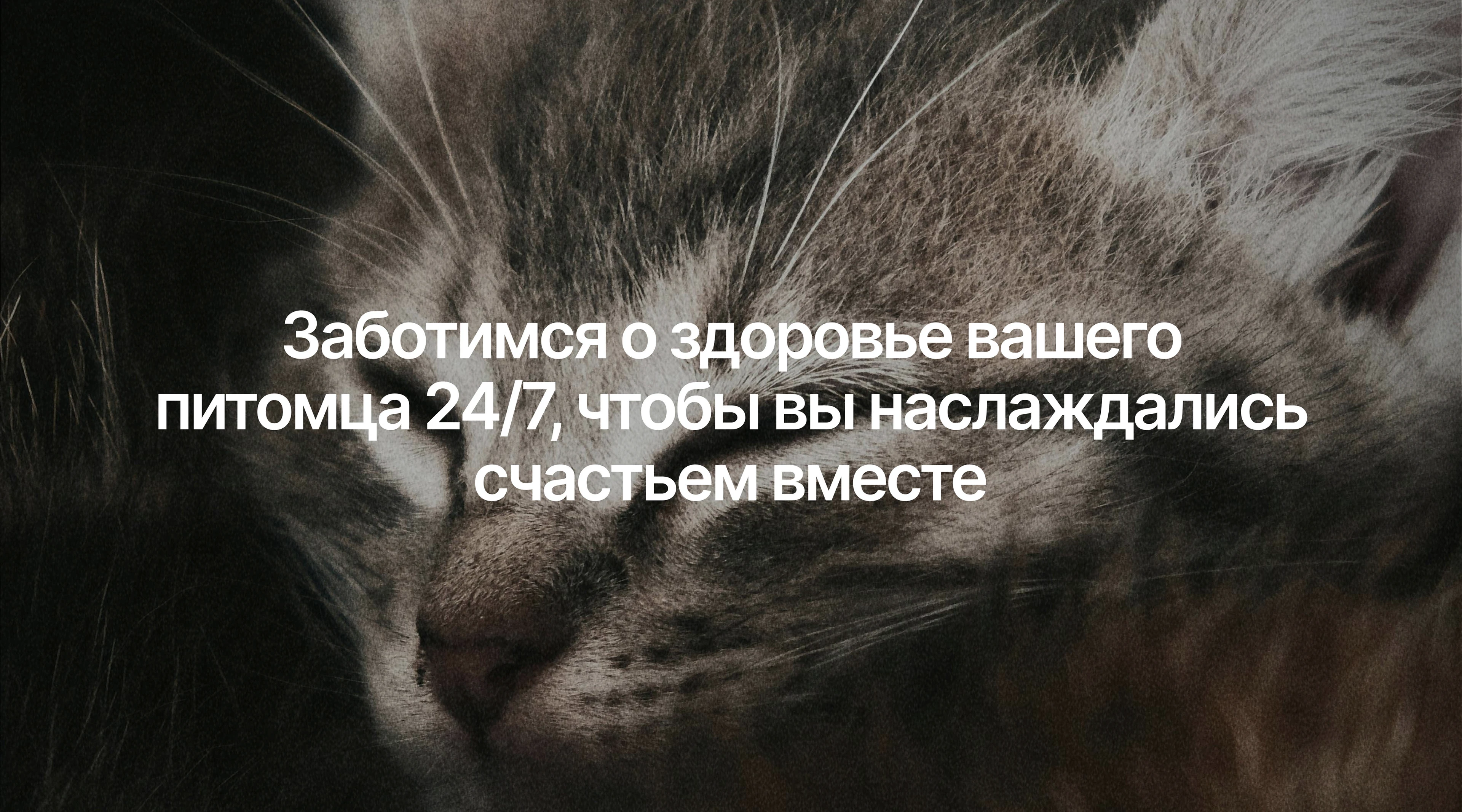 Многостраничный сайт для ветеринарной клиники | web design — Изображение №12 — Интерфейсы, Брендинг на Dprofile