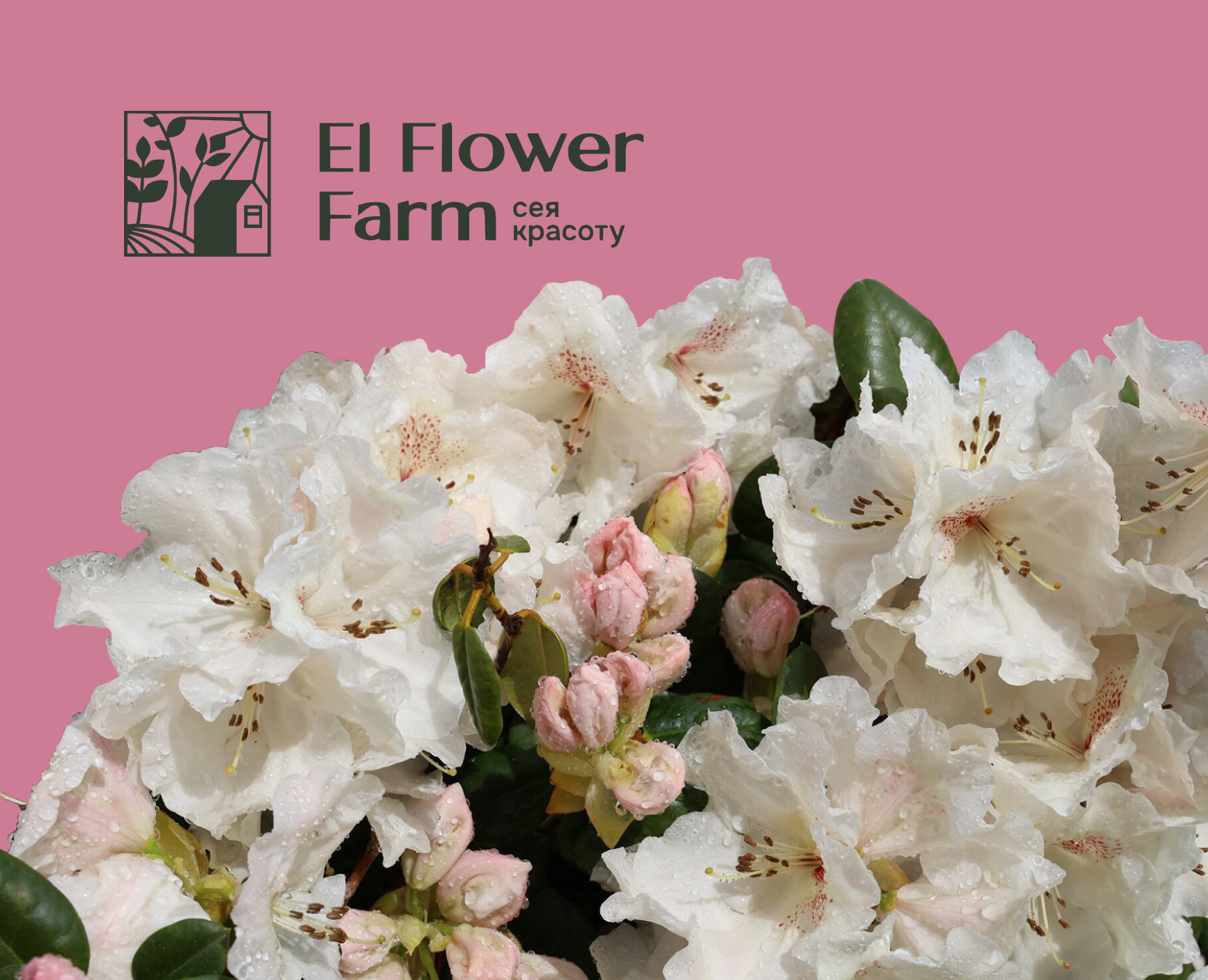 Презентация для Цветочной фермы El Flower Farm — Интерфейсы, Брендинг на Dprofile