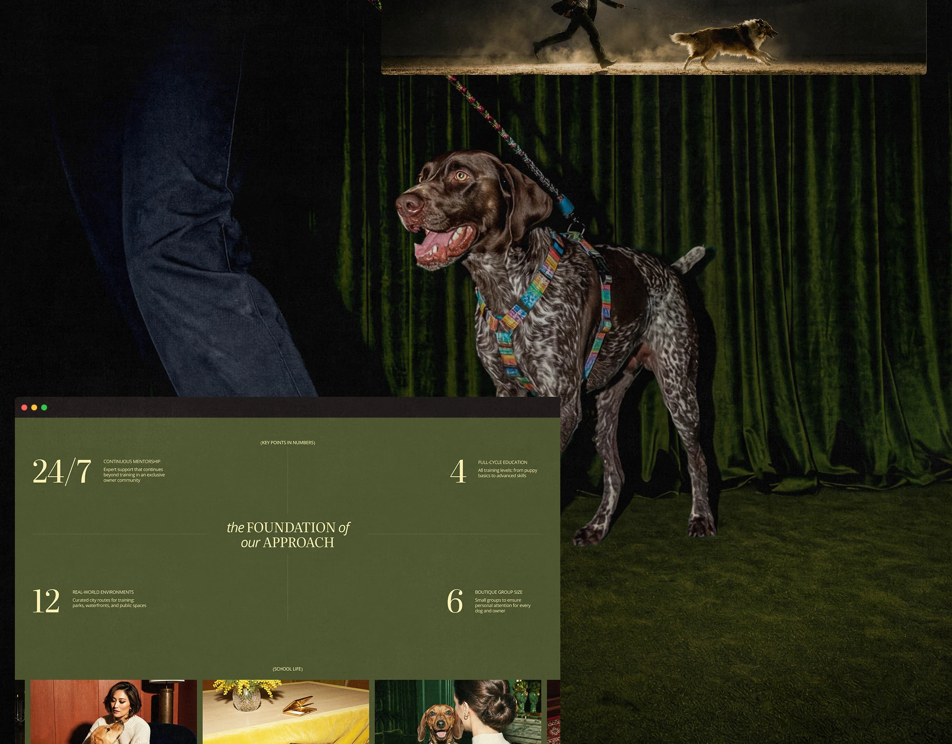 Bounce Collie | Dog Academy Website UI/UX — Изображение №7 — Интерфейсы, Брендинг на Dprofile