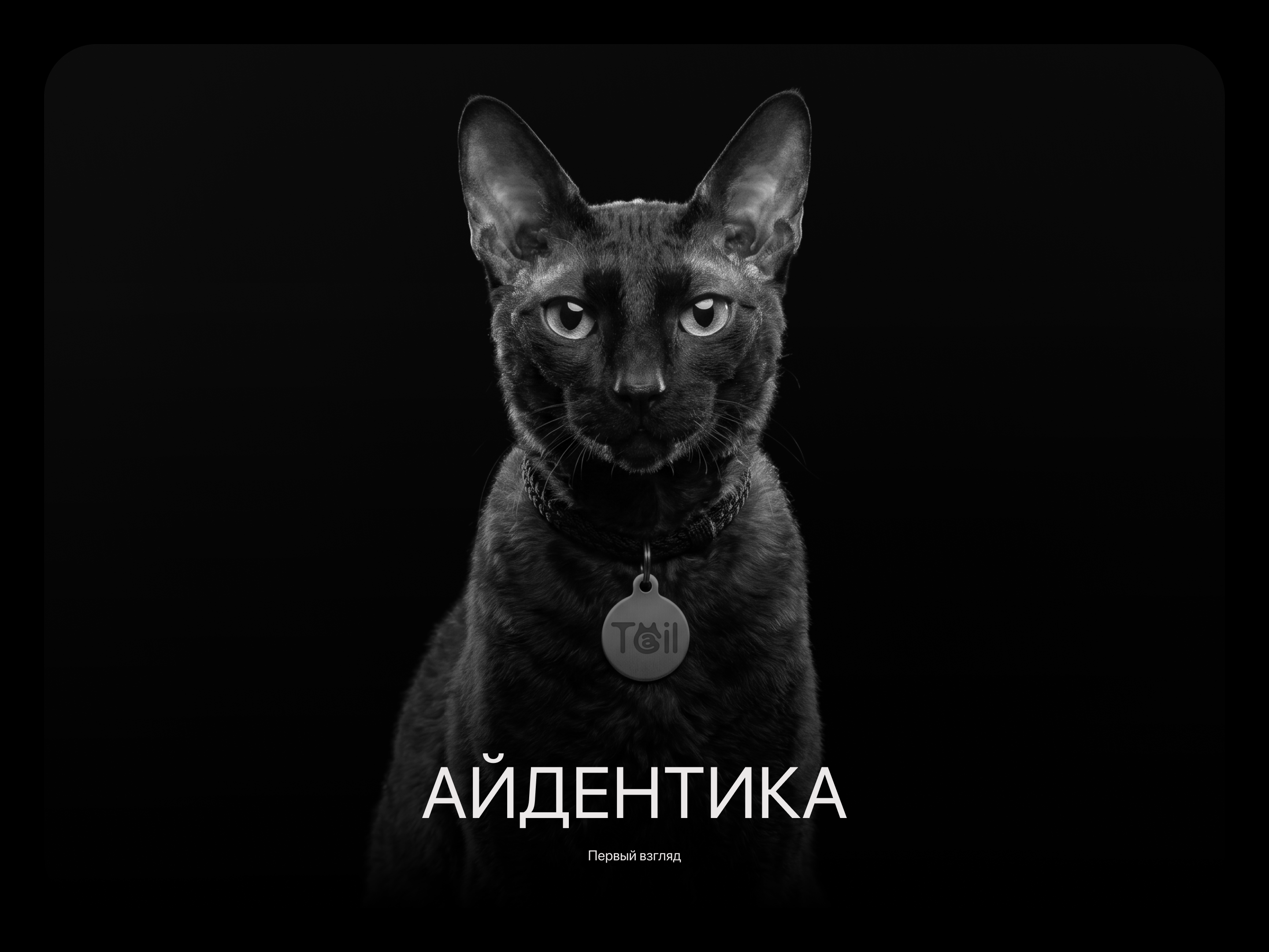 Tail - Экосистема заботы о тех, кто нам важен! — Изображение №4 — Интерфейсы, Брендинг на Dprofile