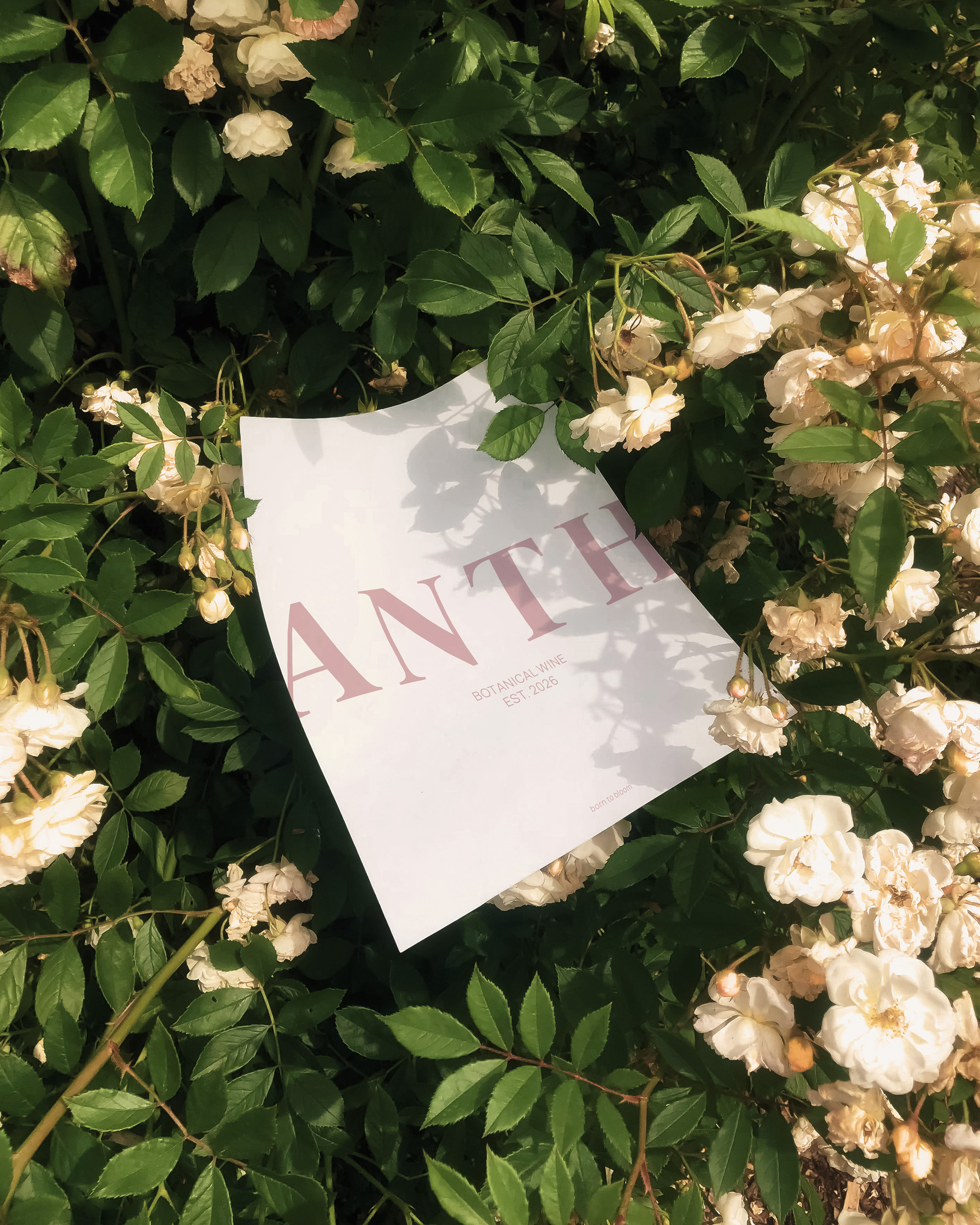 ANTHESIS - wine brand — Изображение №9 — Брендинг, Графика на Dprofile