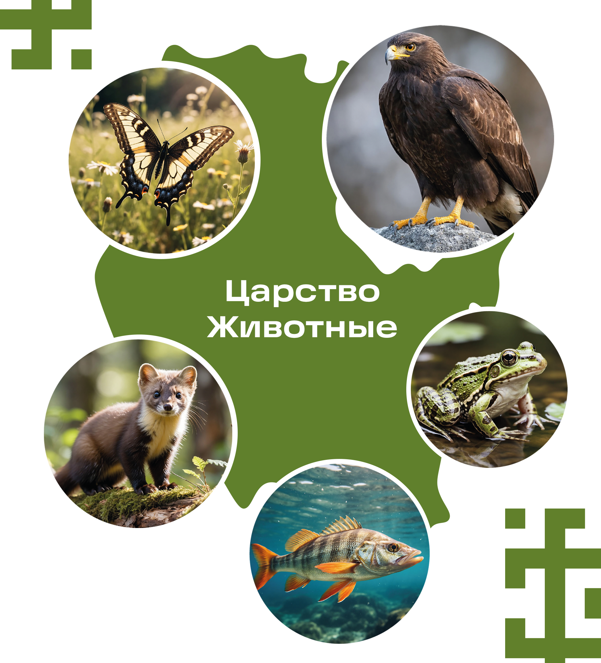 Каталог животных Башкортостана | Дизайн обложки — Изображение №4 — Графика на Dprofile