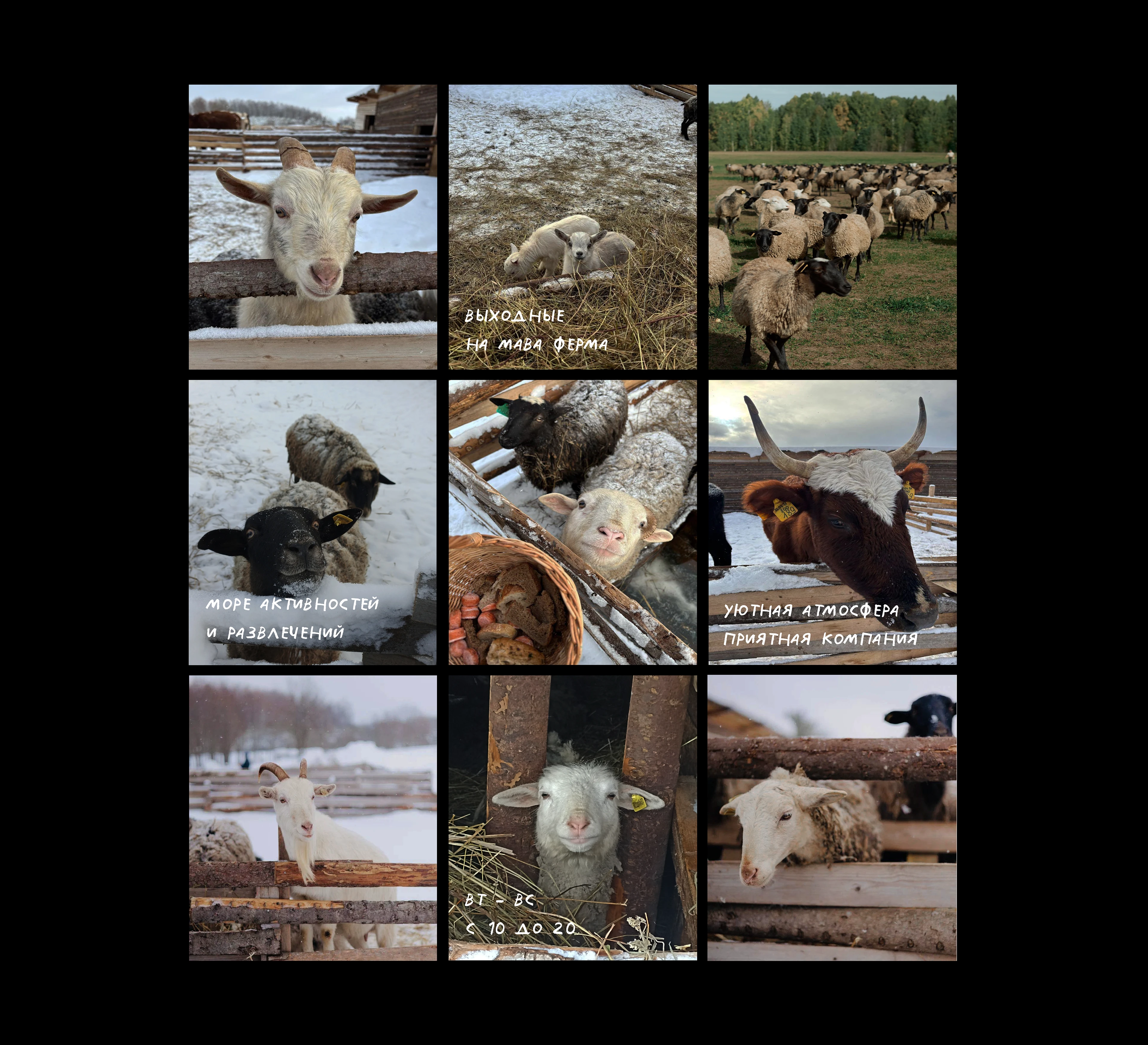 MAVA / branding for farm / visual identity — Изображение №10 — Брендинг на Dprofile