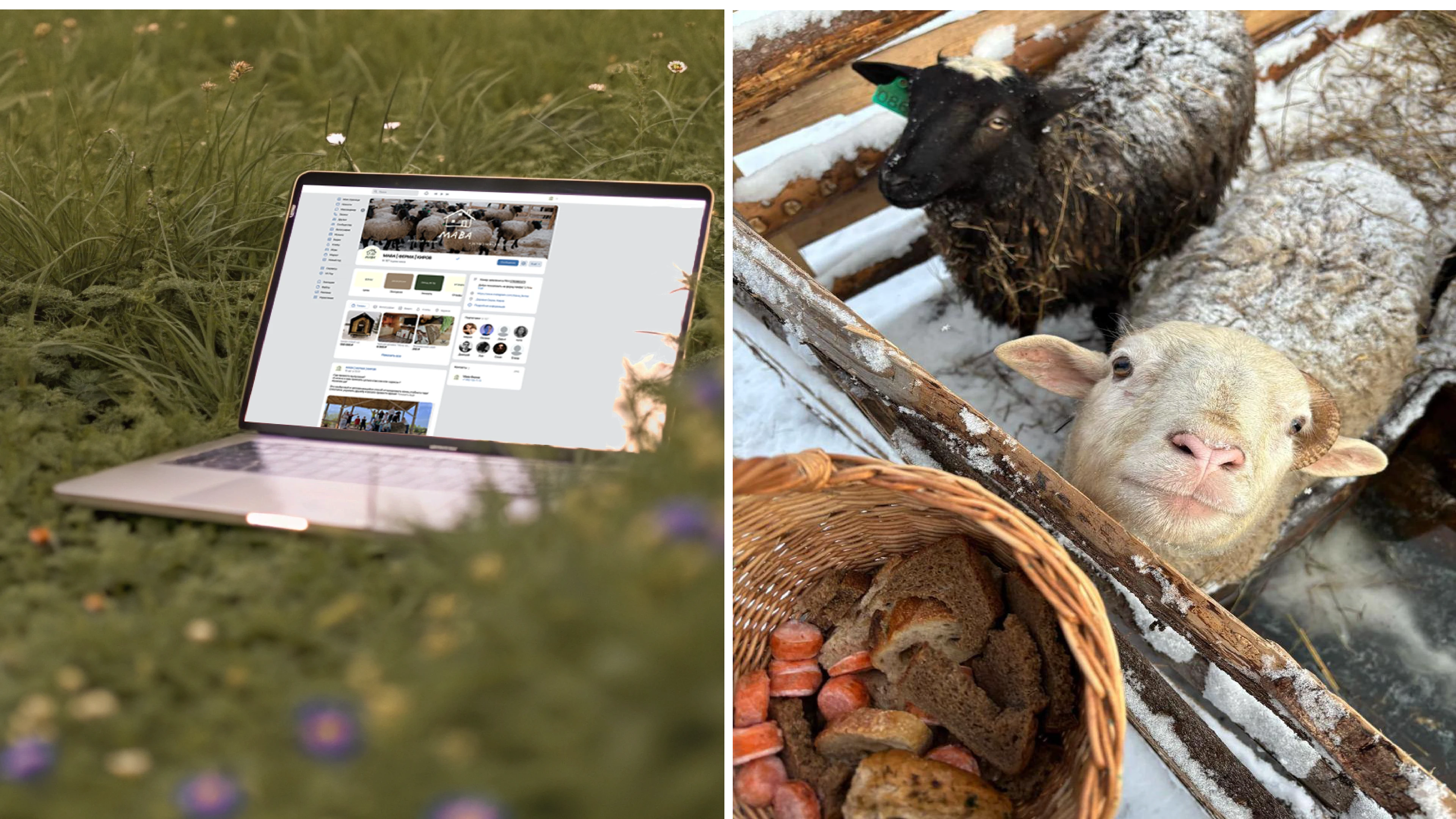 MAVA / branding for farm / visual identity — Изображение №16 — Брендинг на Dprofile