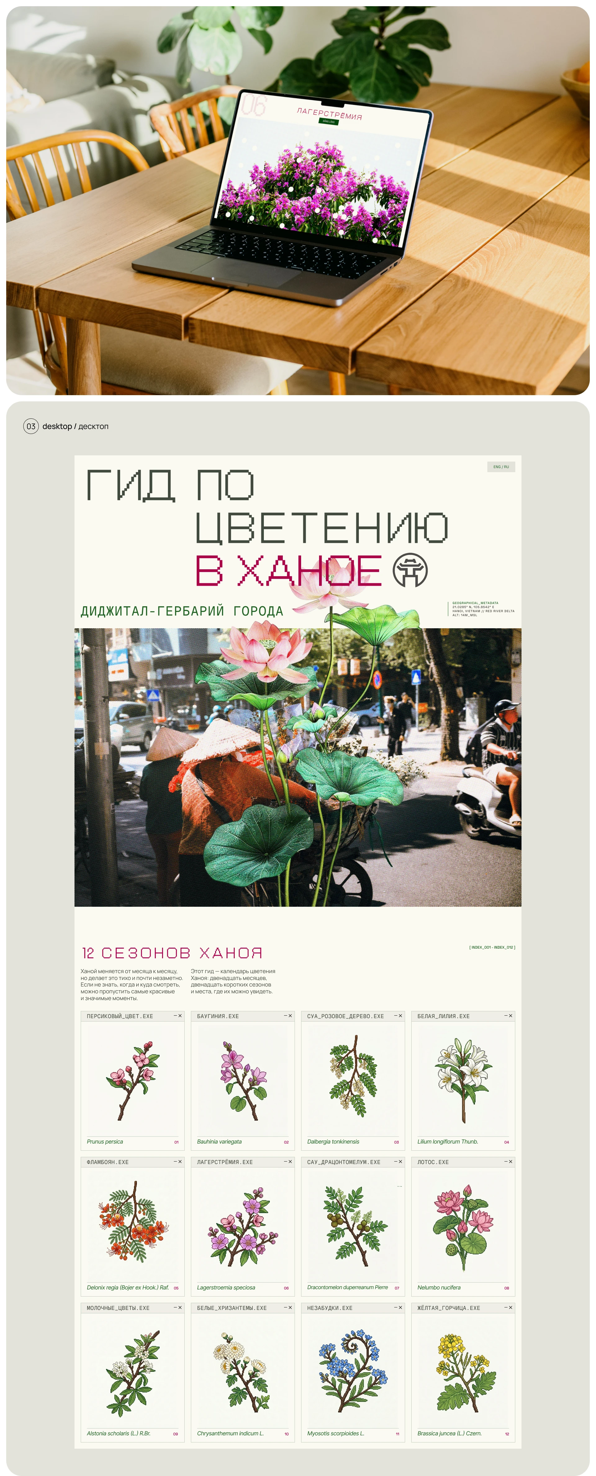 Гид по цветению в Ханое — лонгрид — Изображение №3 — Интерфейсы на Dprofile