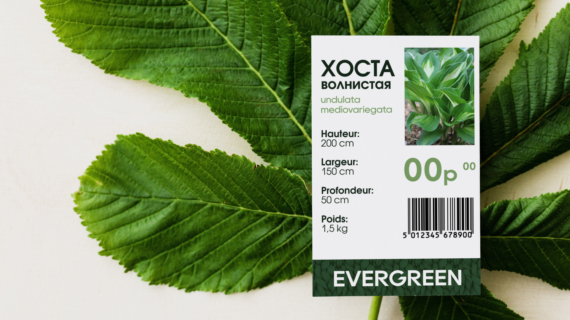 Садовый центр Evergreen — Изображение №7 — Брендинг, Графика на Dprofile