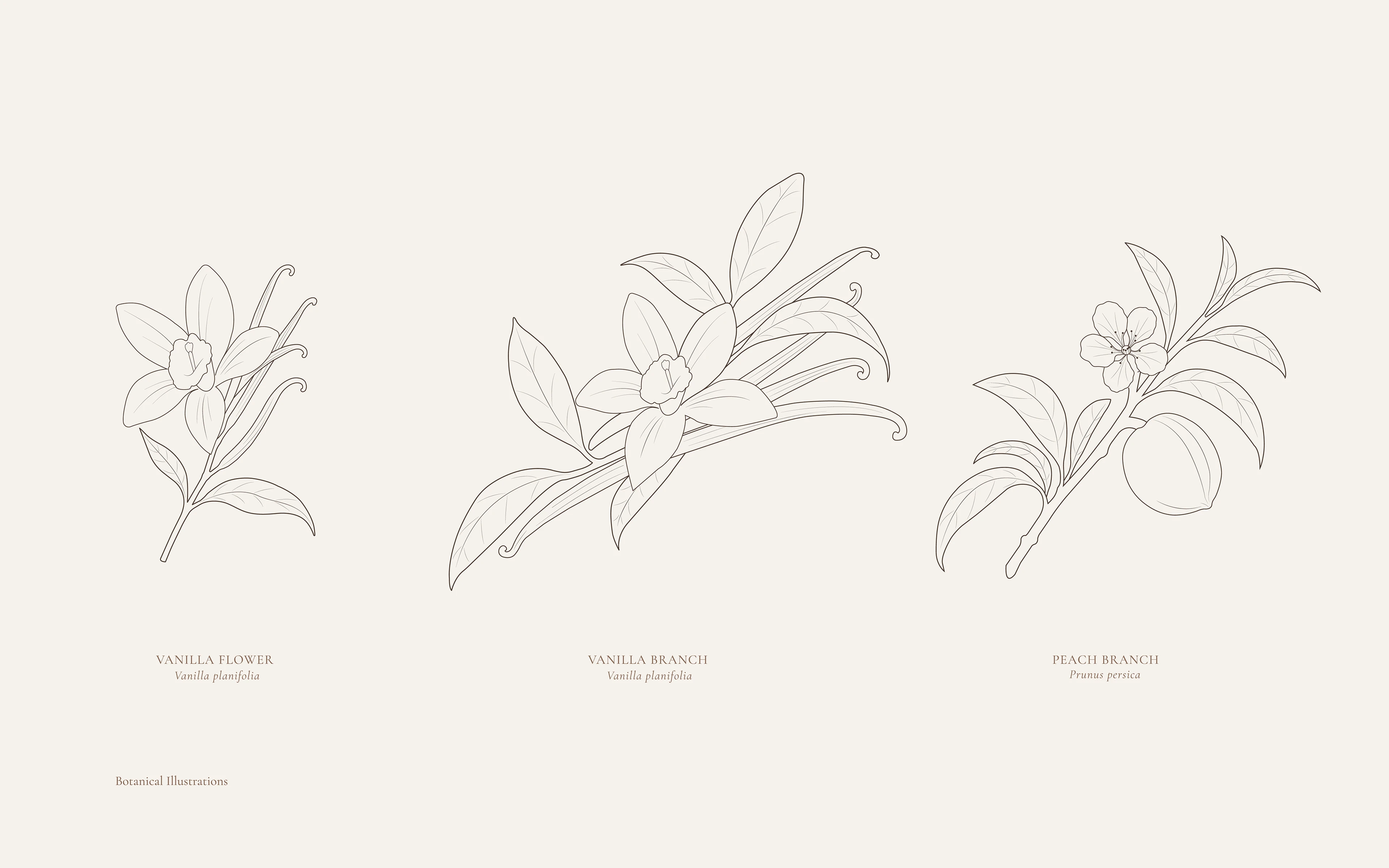 LUMEA — Botanical Tea Brand Identity | Packaging — Изображение №8 — Брендинг на Dprofile