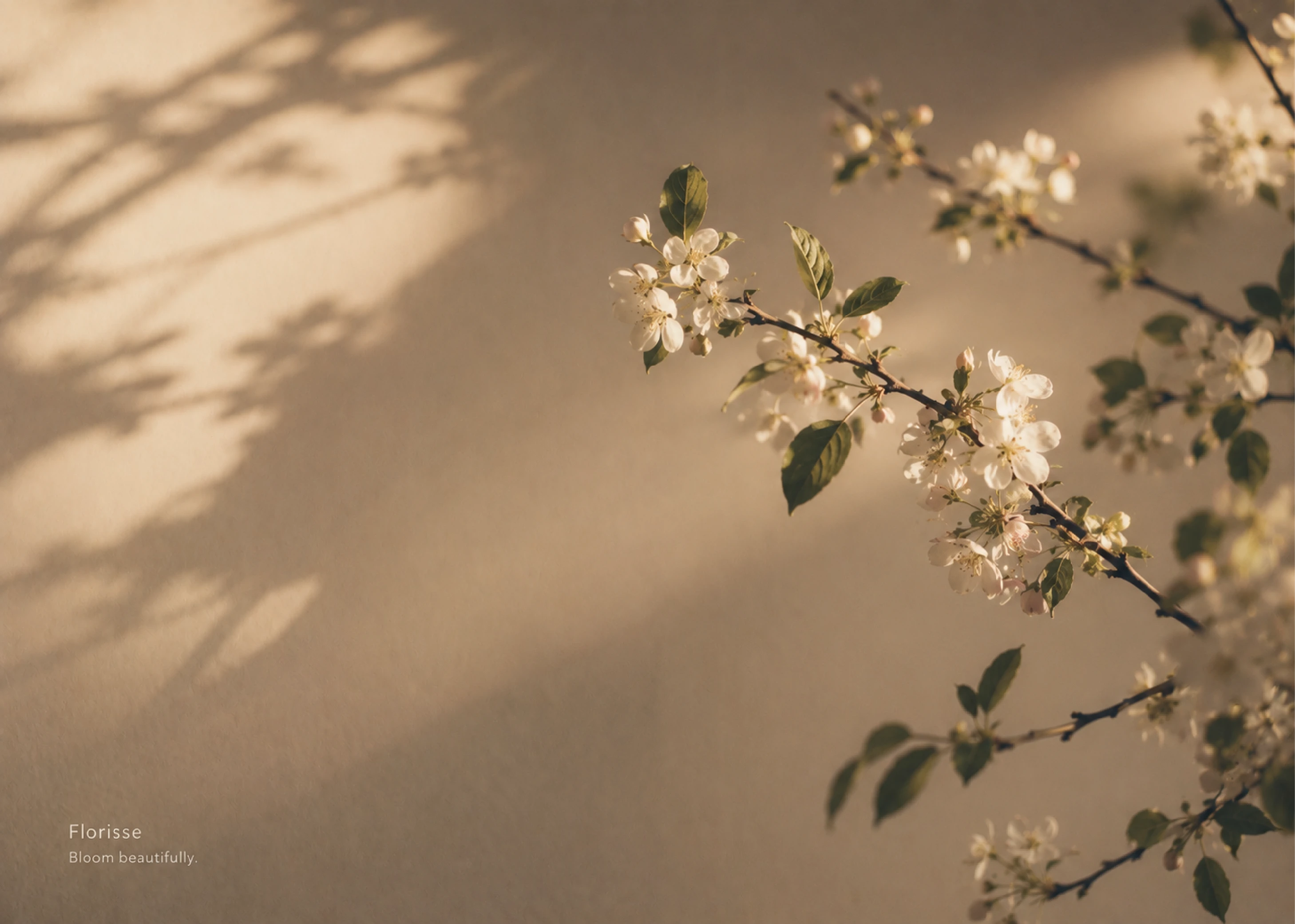 Florisse — Floral Brand Identity & Packaging — Изображение №17 — Брендинг на Dprofile
