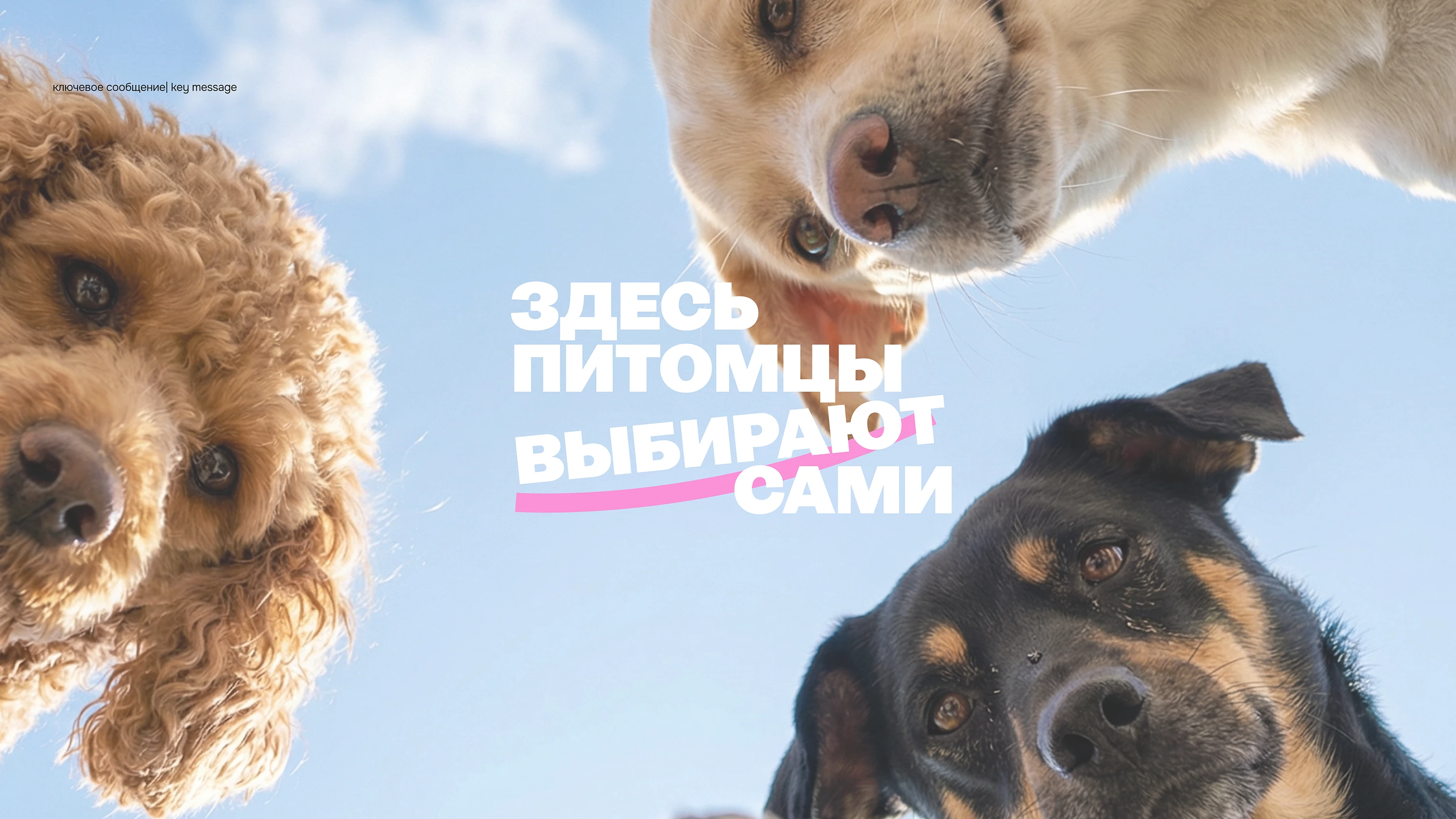 Айдентика бренда зоотоваров — Изображение №3 — Брендинг, Анимация на Dprofile