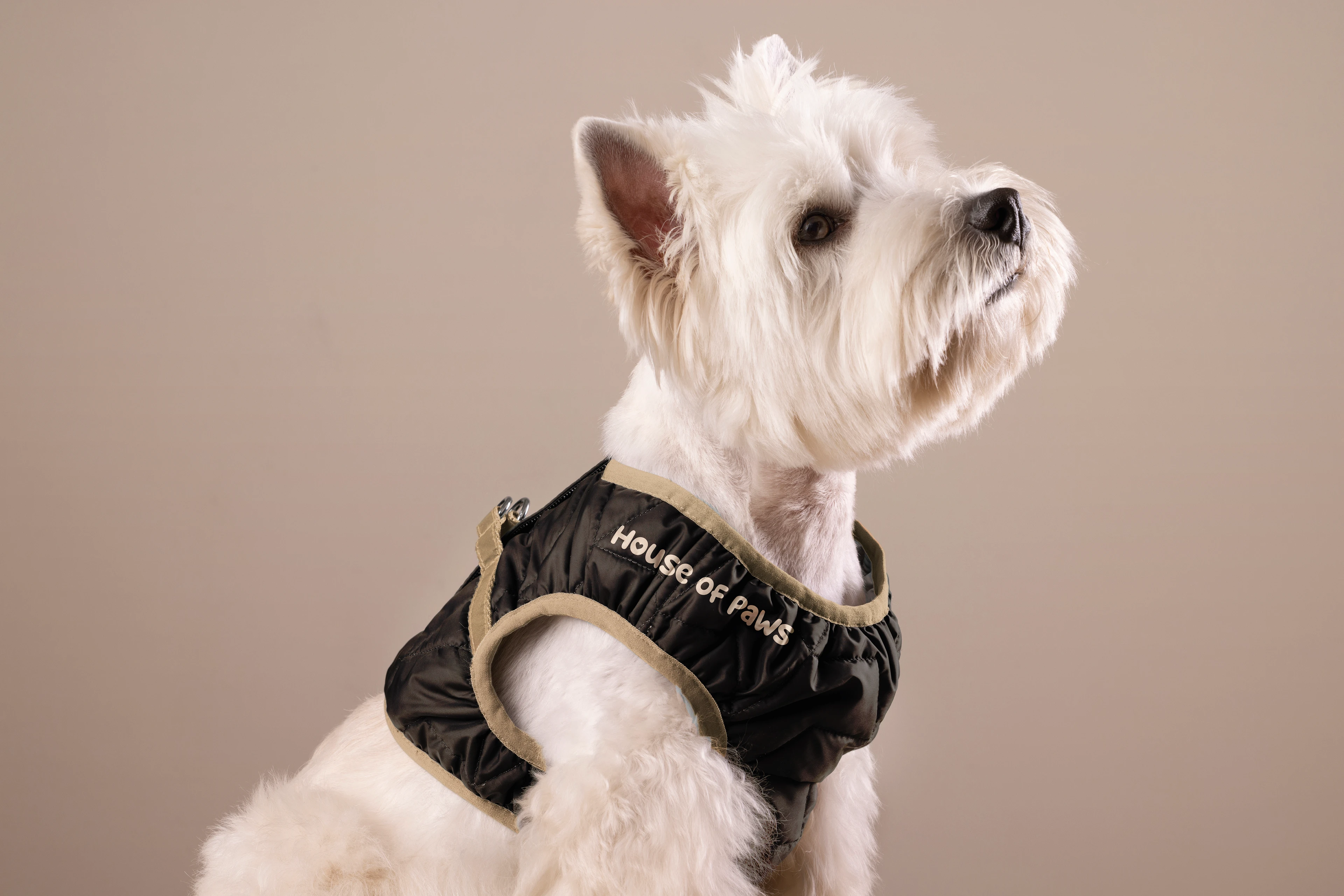 House of Paws / Animal accessories — Изображение №7 — Брендинг на Dprofile