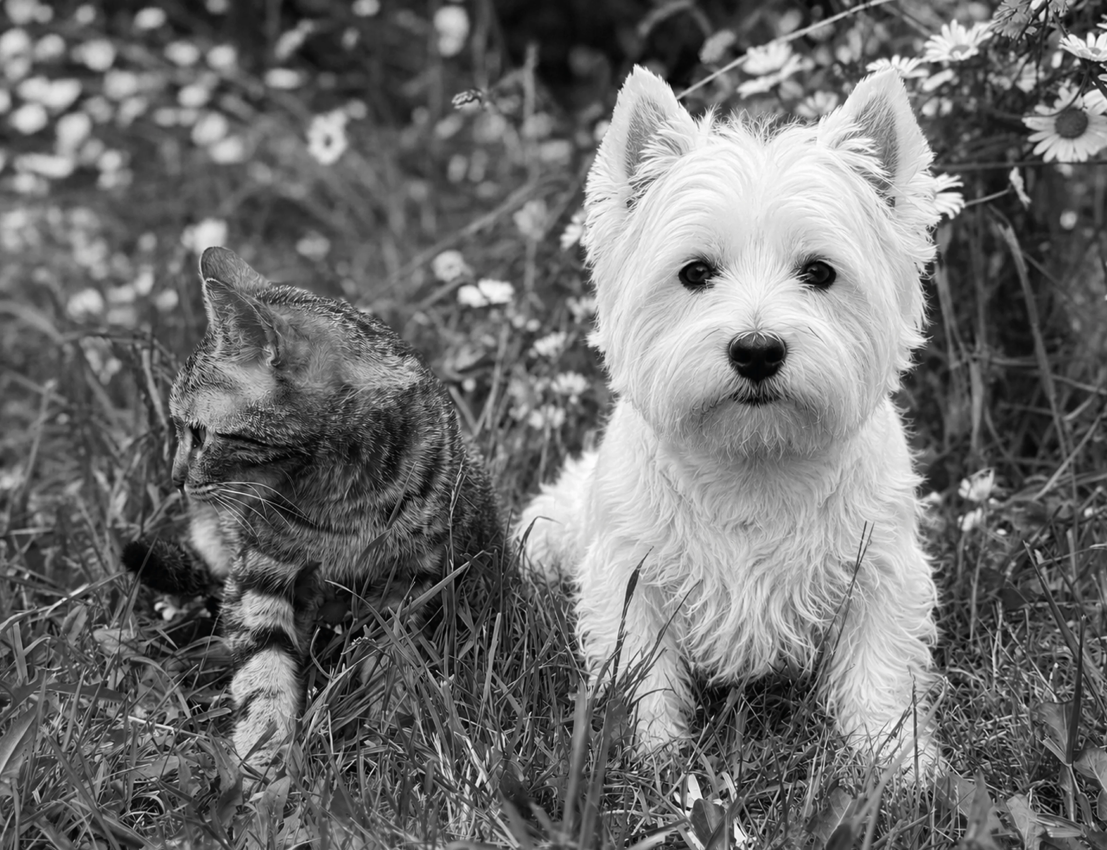 House of Paws / Animal accessories — Изображение №10 — Брендинг на Dprofile