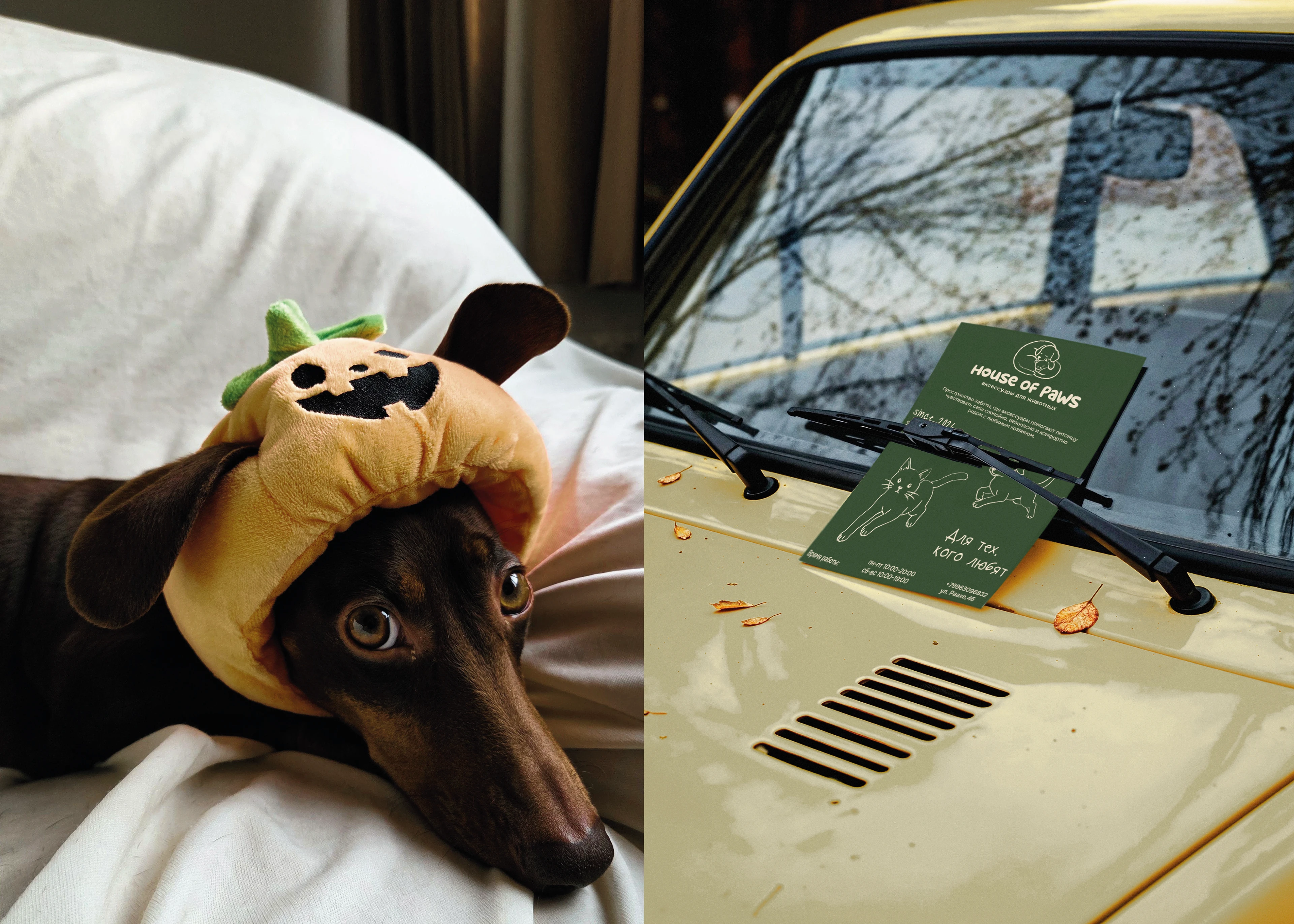 House of Paws / Animal accessories — Изображение №16 — Брендинг на Dprofile