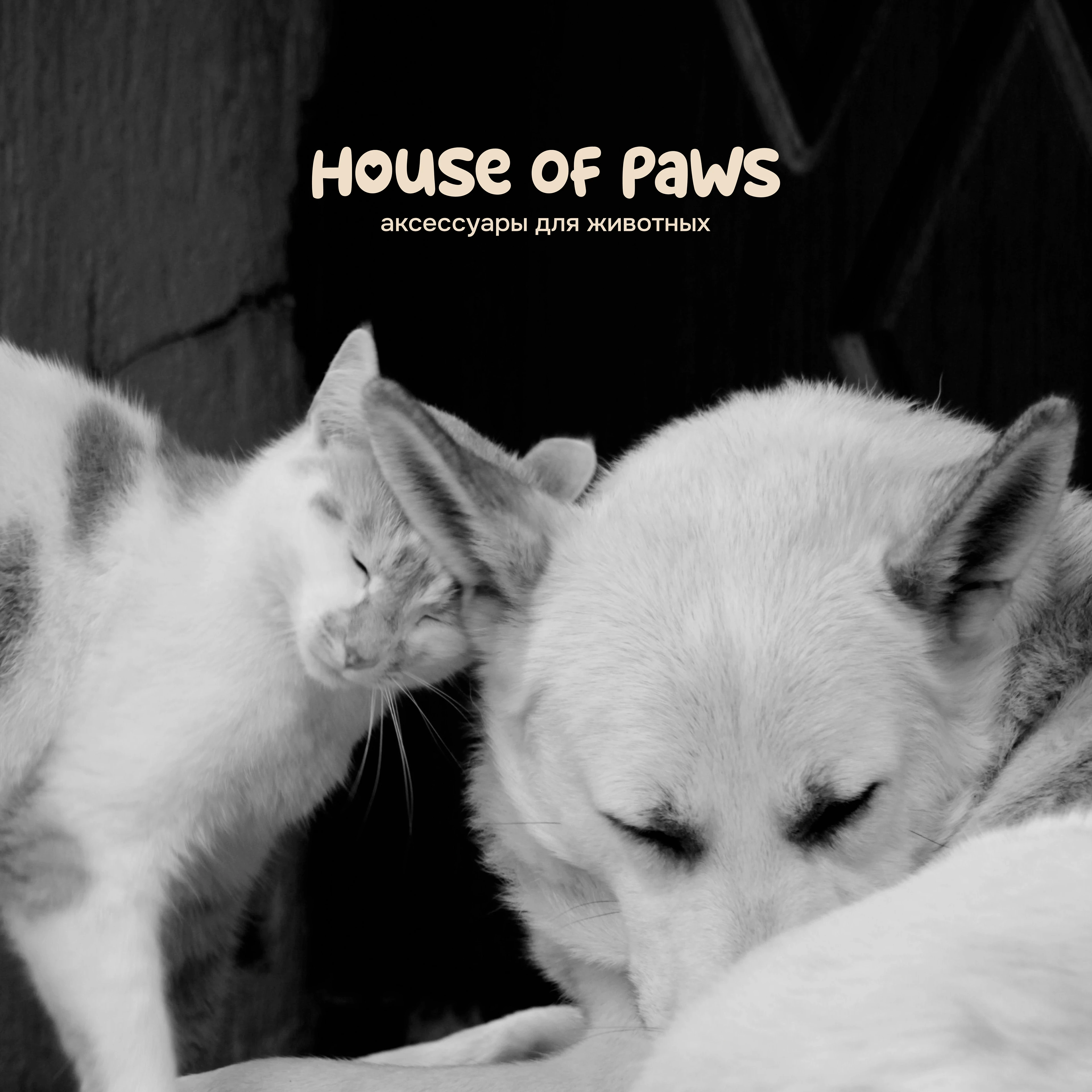 House of Paws / Animal accessories — Изображение №1 — Брендинг на Dprofile