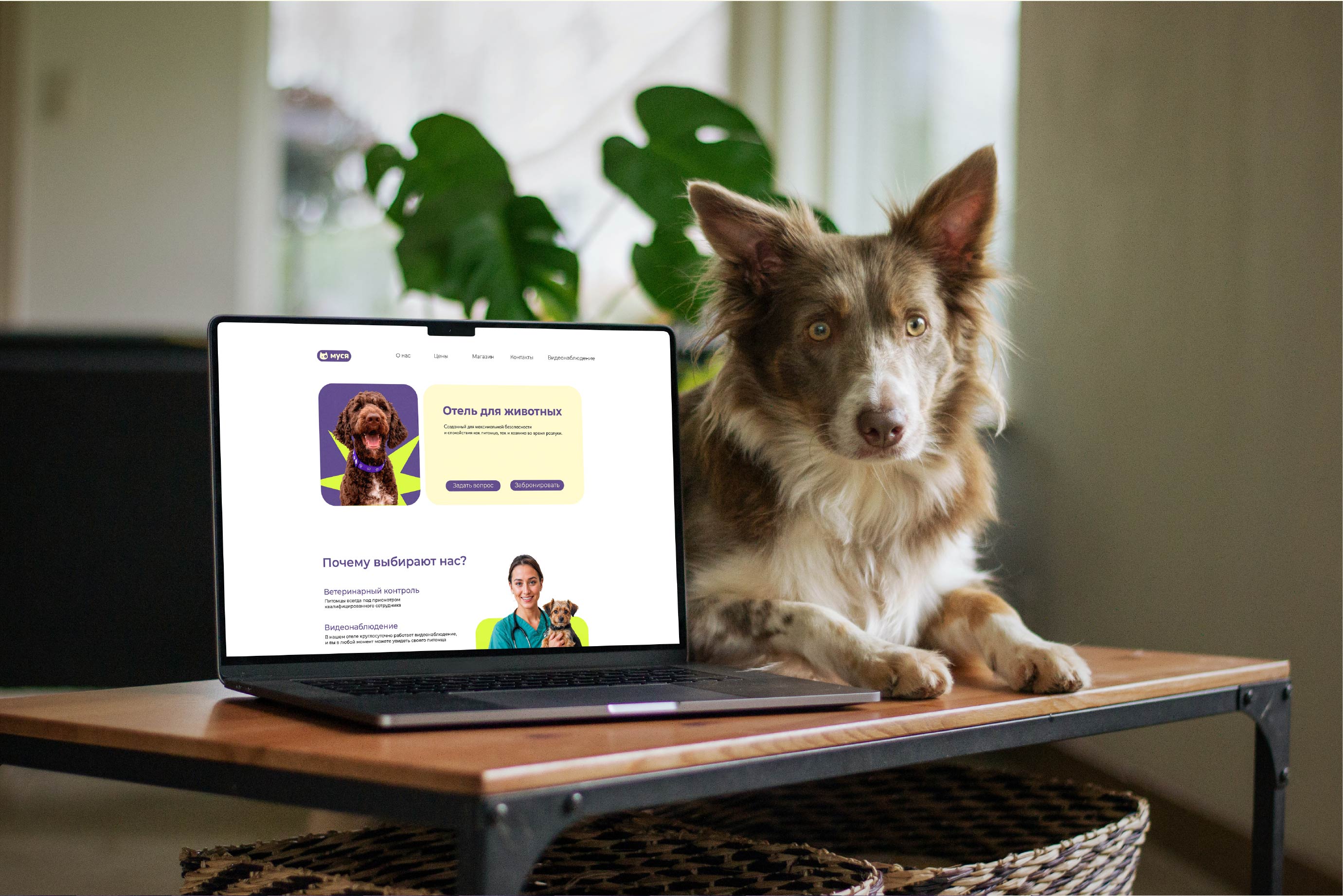 МУСЯ - айдентика отеля для животных. — Изображение №12 — Брендинг, Графика на Dprofile