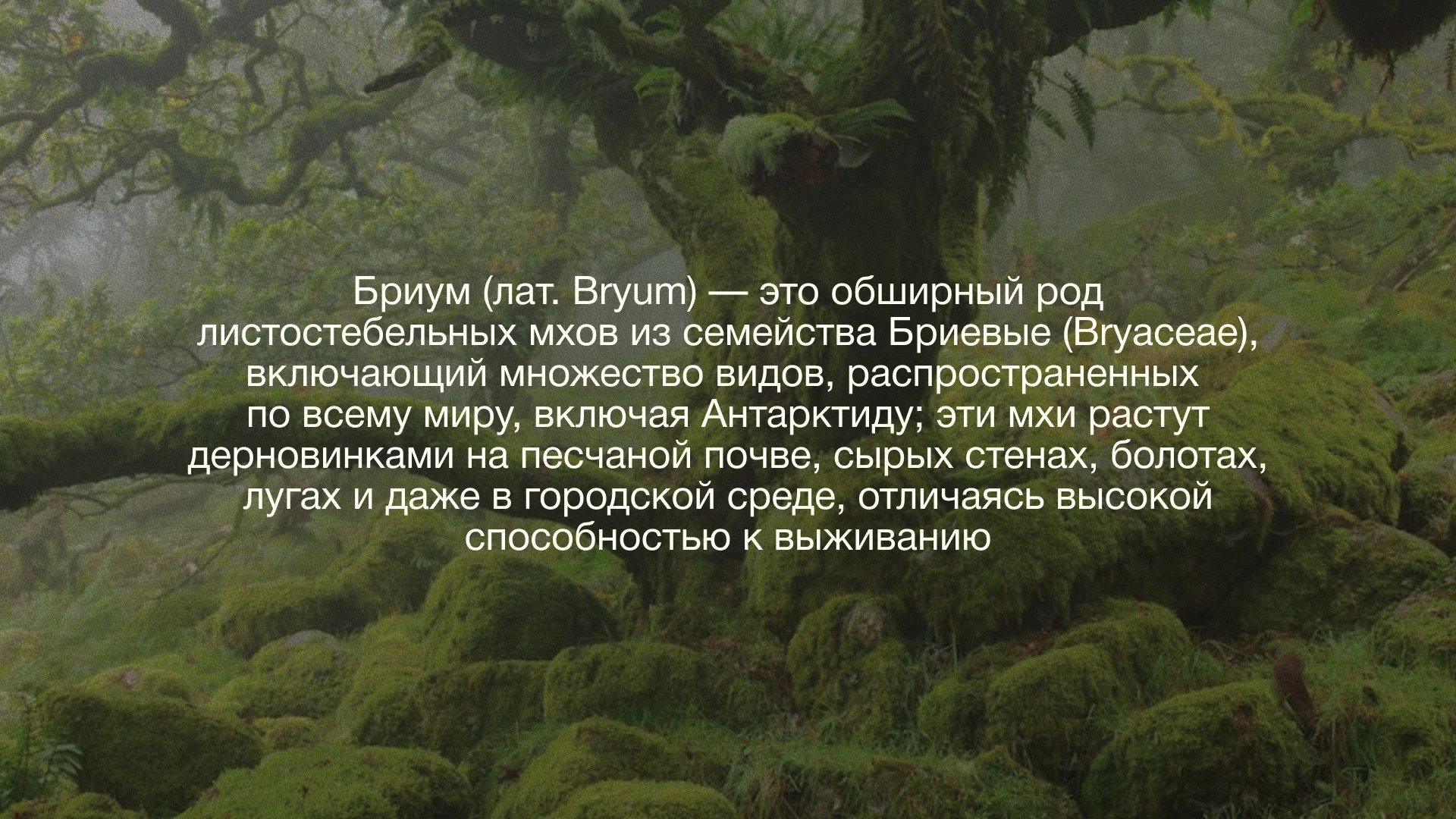 Бриум: леттеринг для бренда ателье — Изображение №3 — Брендинг, Графика на Dprofile