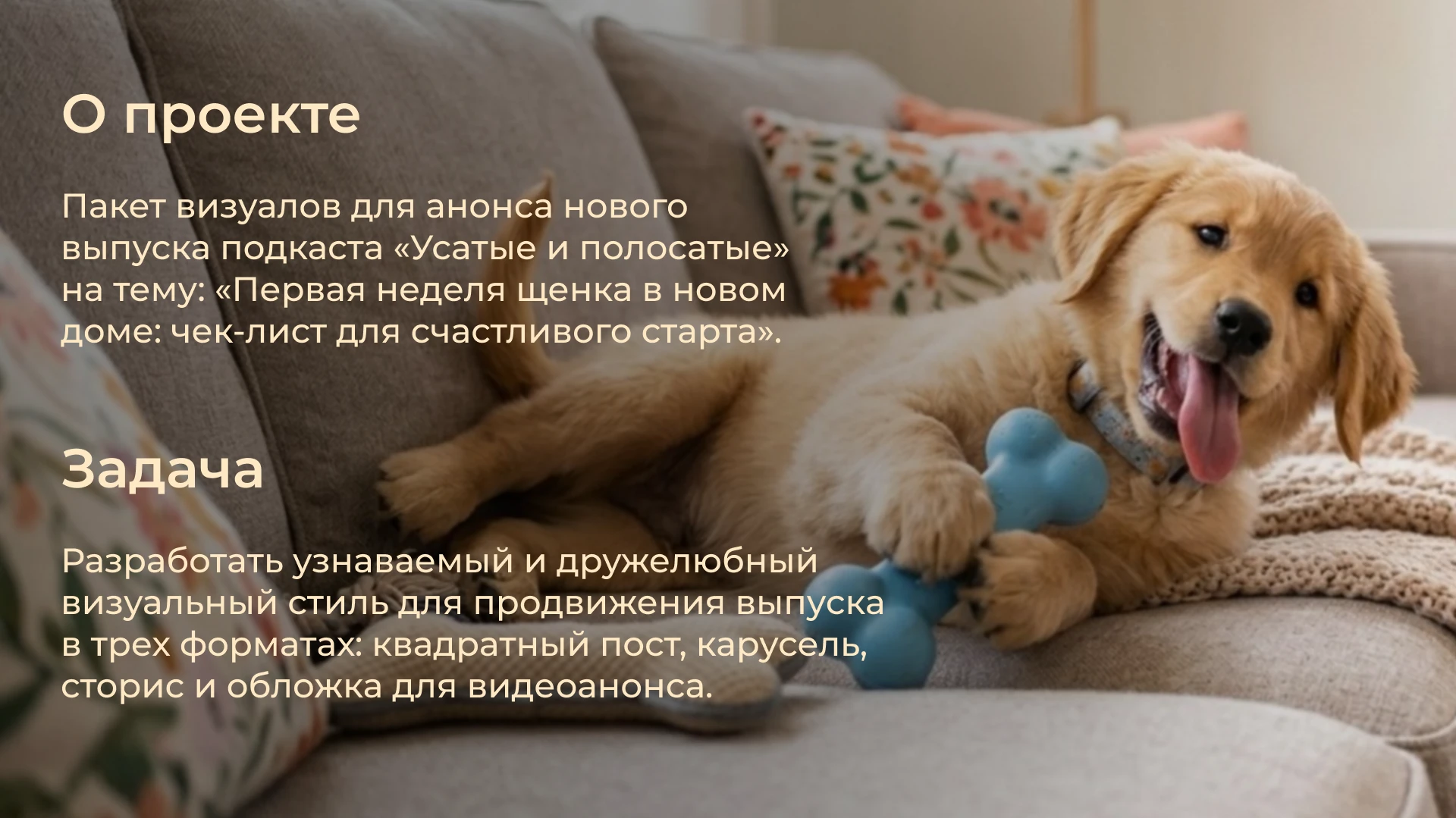 social media Whiskered & Striped — Изображение №2 — Маркетинг на Dprofile