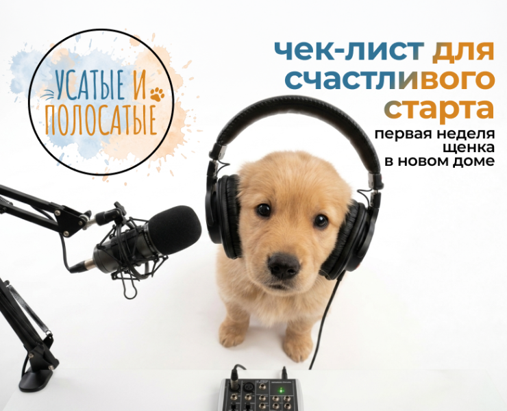 social media Whiskered & Striped — Маркетинг на Dprofile